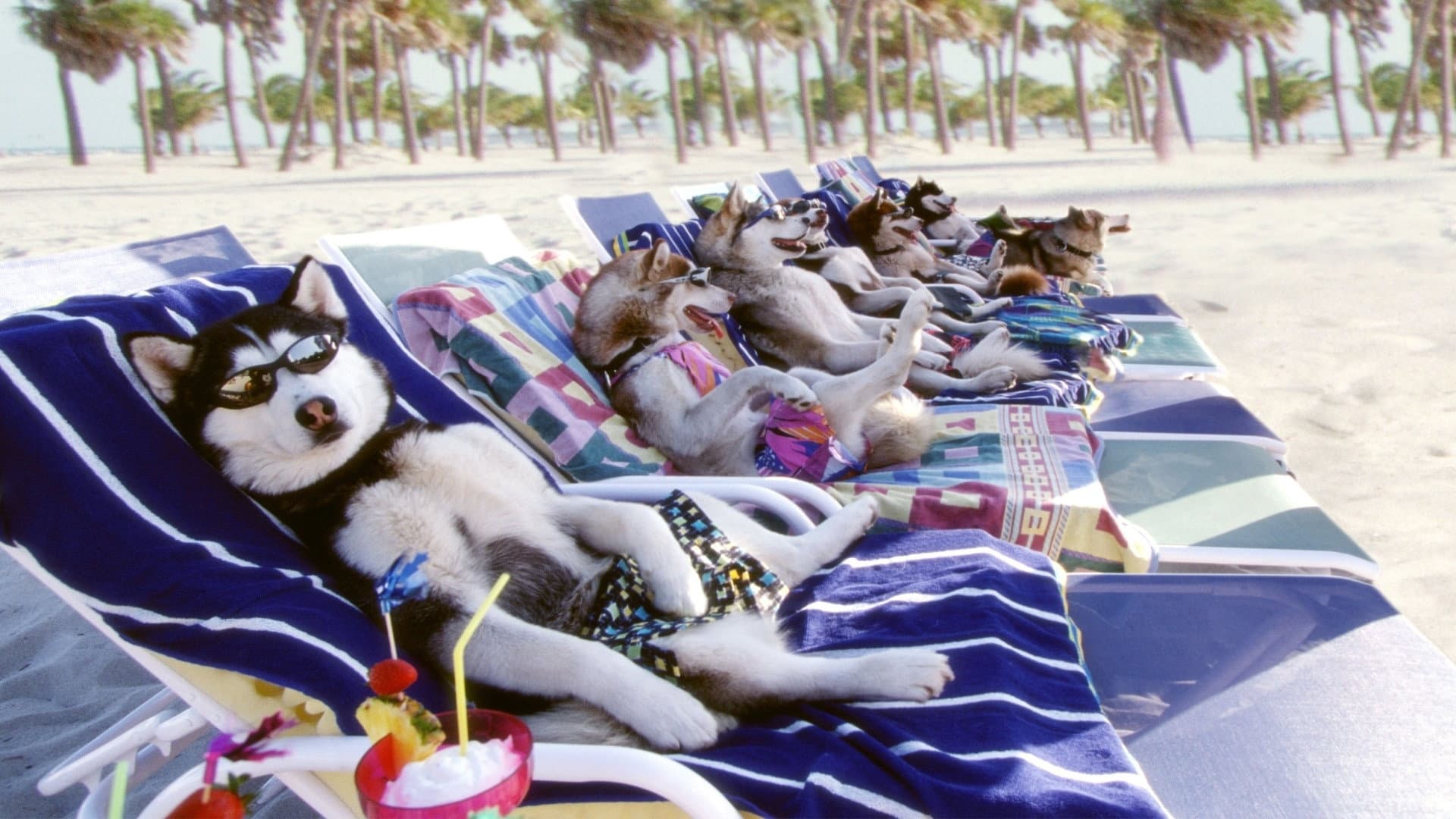 Snow Dogs - 8 cani sotto zero - immagine
