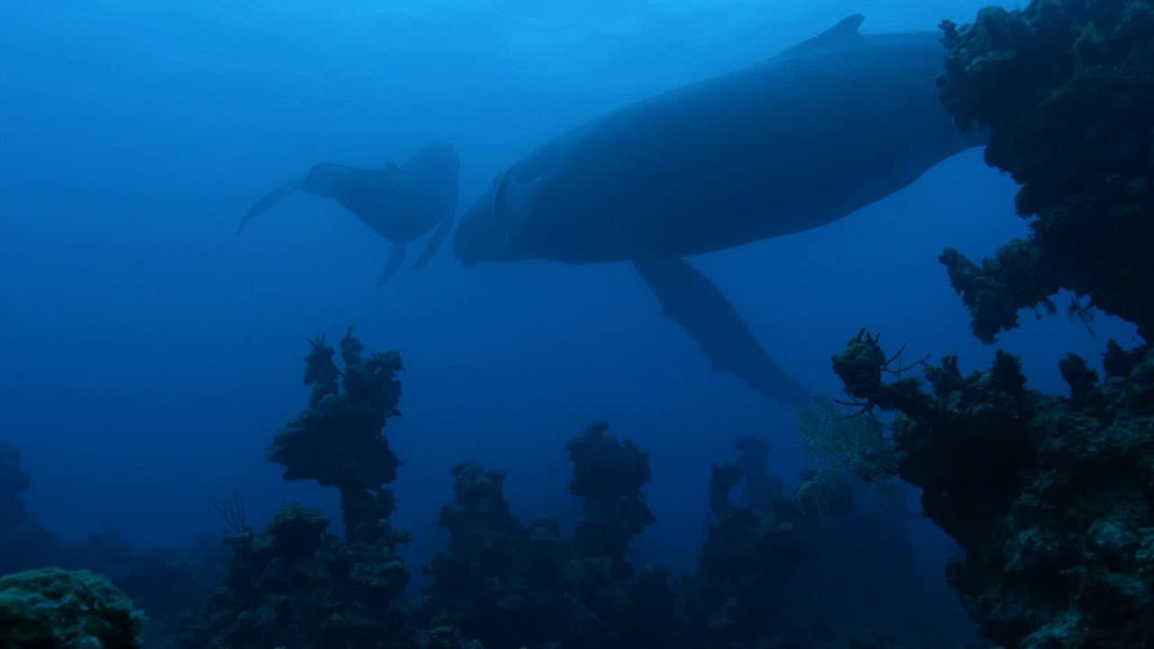 Atlantic: The Wildest Ocean on Earth - immagine