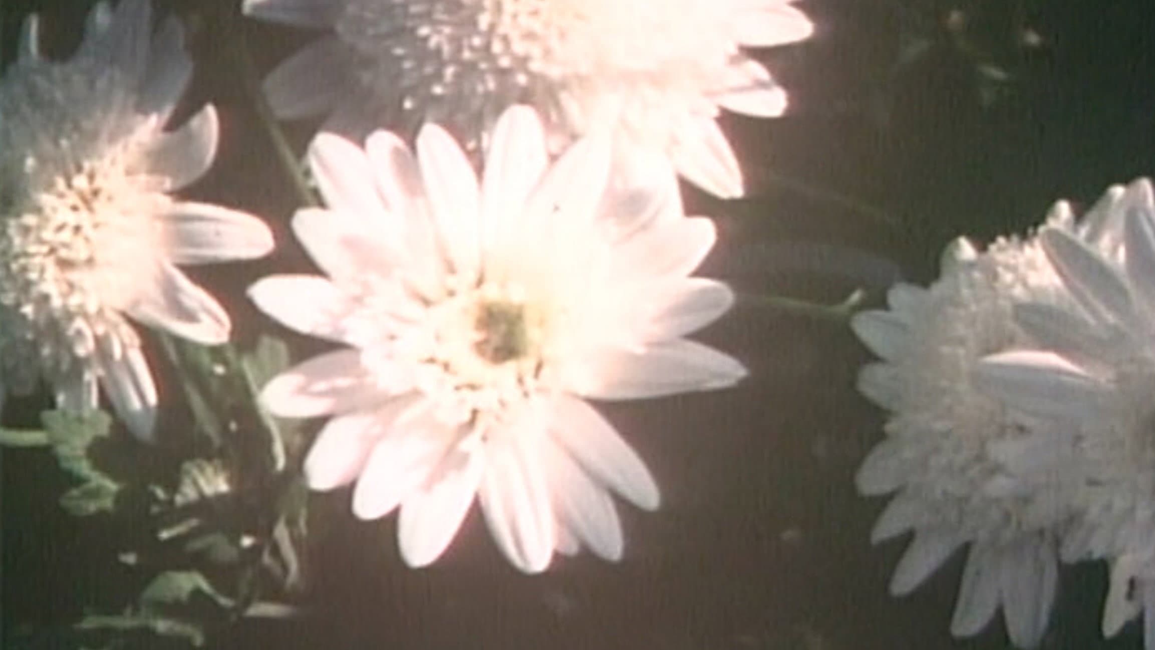 かたつもり - immagine