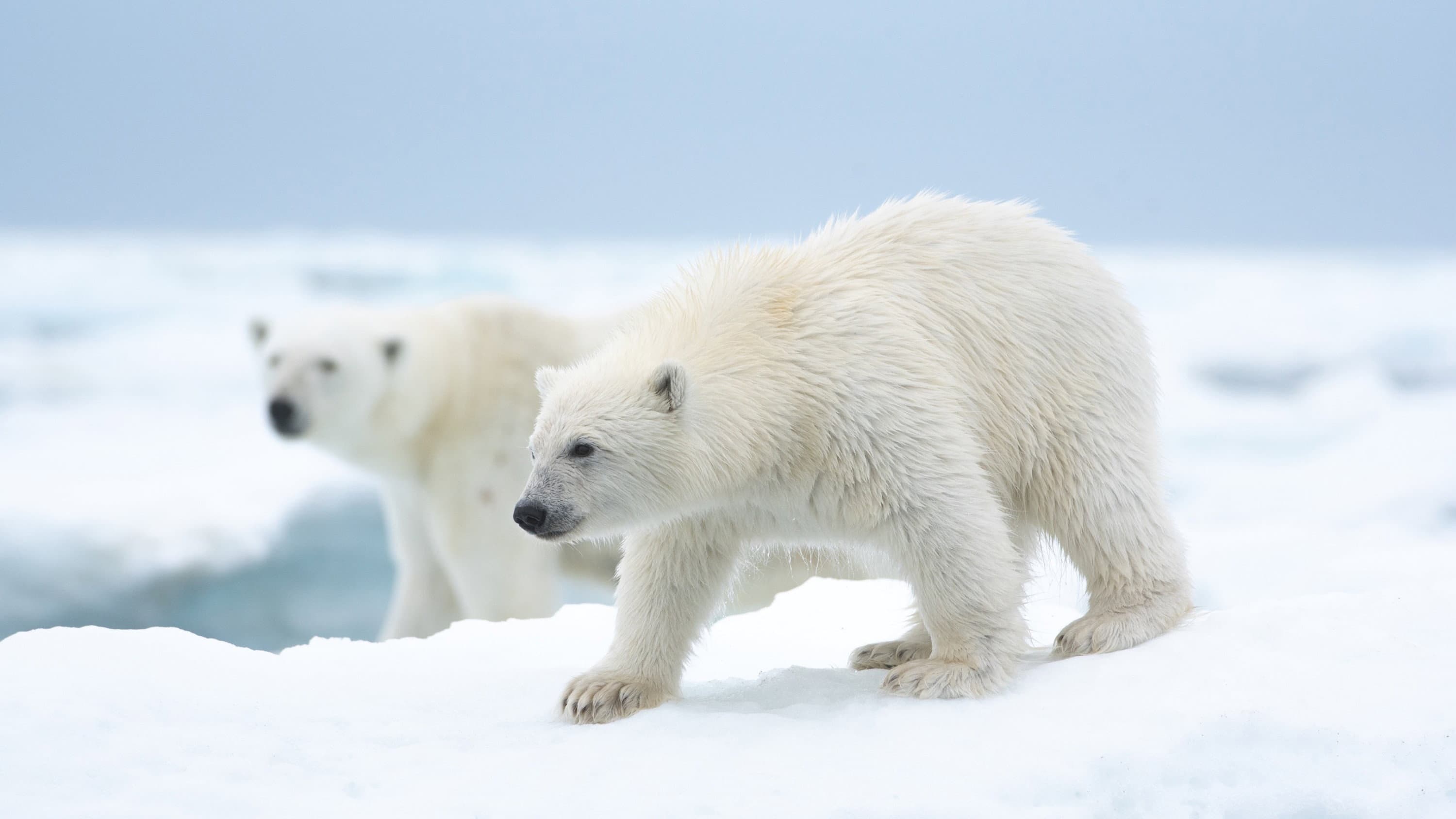 Polar Bear - immagine