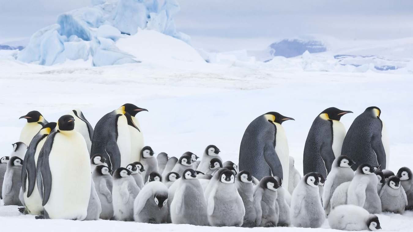 La marcia dei pinguini - Il richiamo - immagine