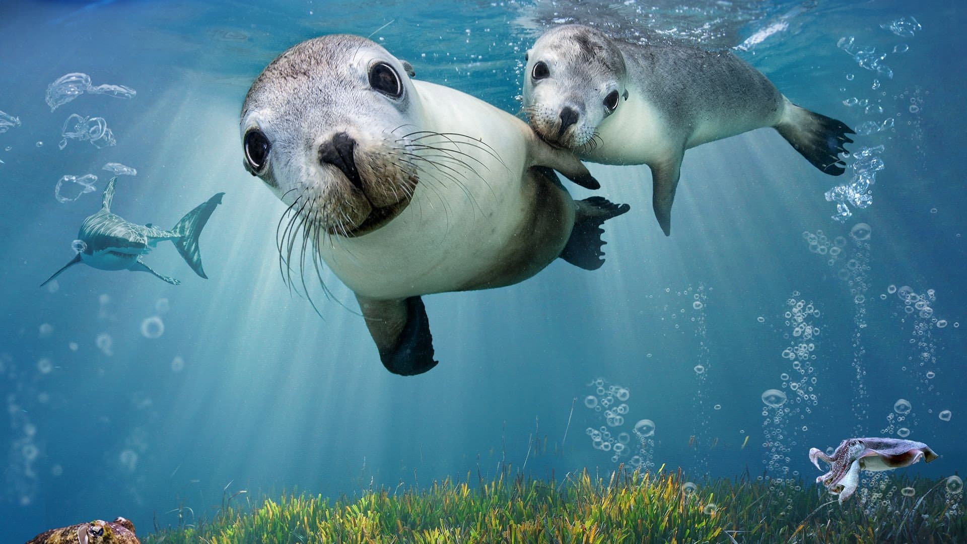 Sea Lions: Life By a Whisker - immagine