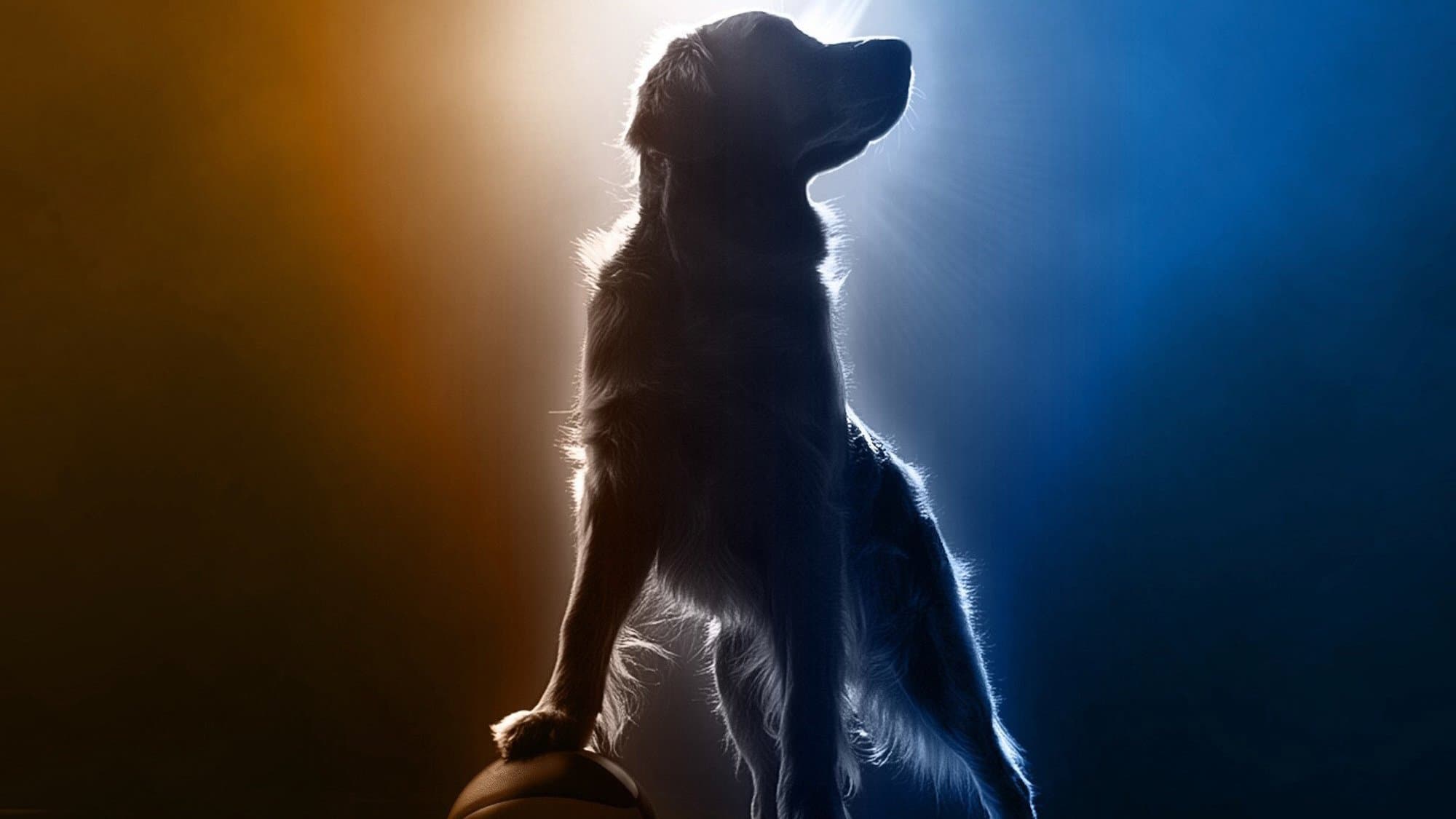 Air Bud Returns - immagine