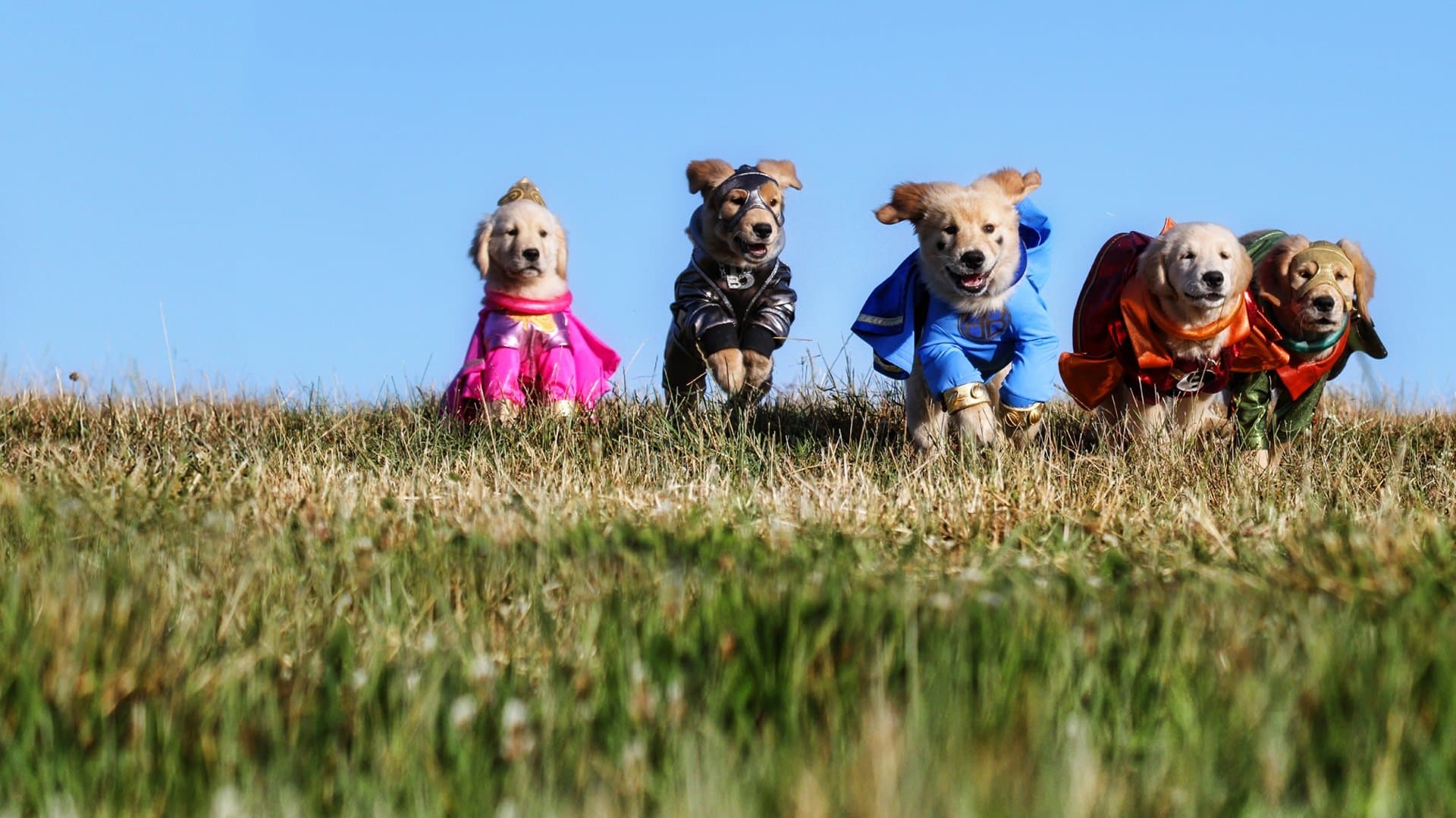 Supercuccioli - I veri supereroi - immagine