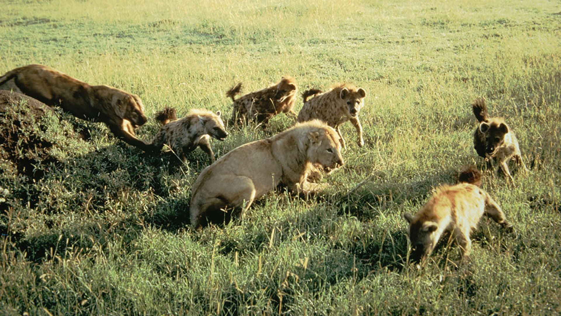 Eternal Enemies: Lions and Hyenas - immagine