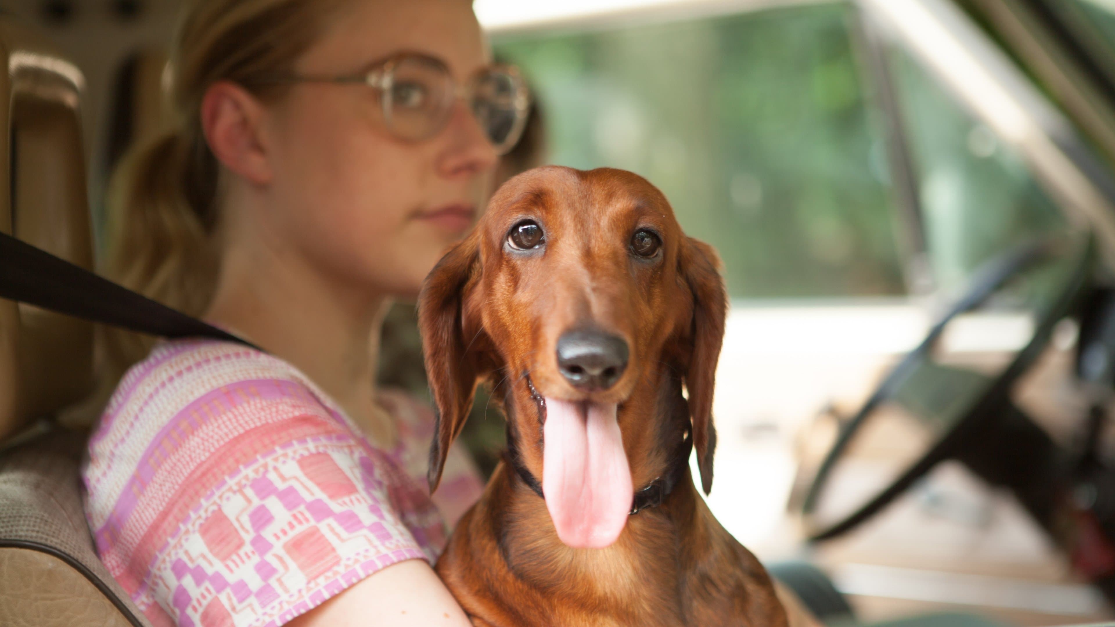 Wiener-Dog - immagine