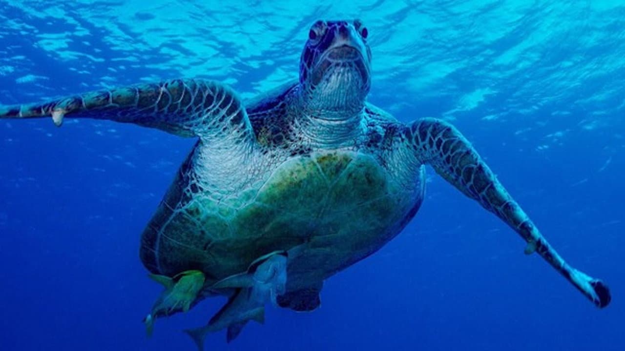 Ocean Dreams - immagine