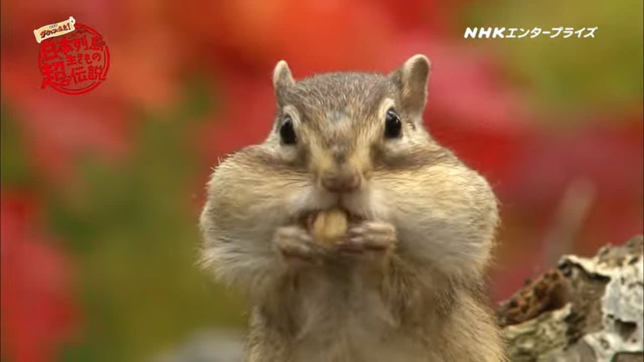 日本列島生きもの超伝説 劇場版ダーウィンが来た！ - immagine