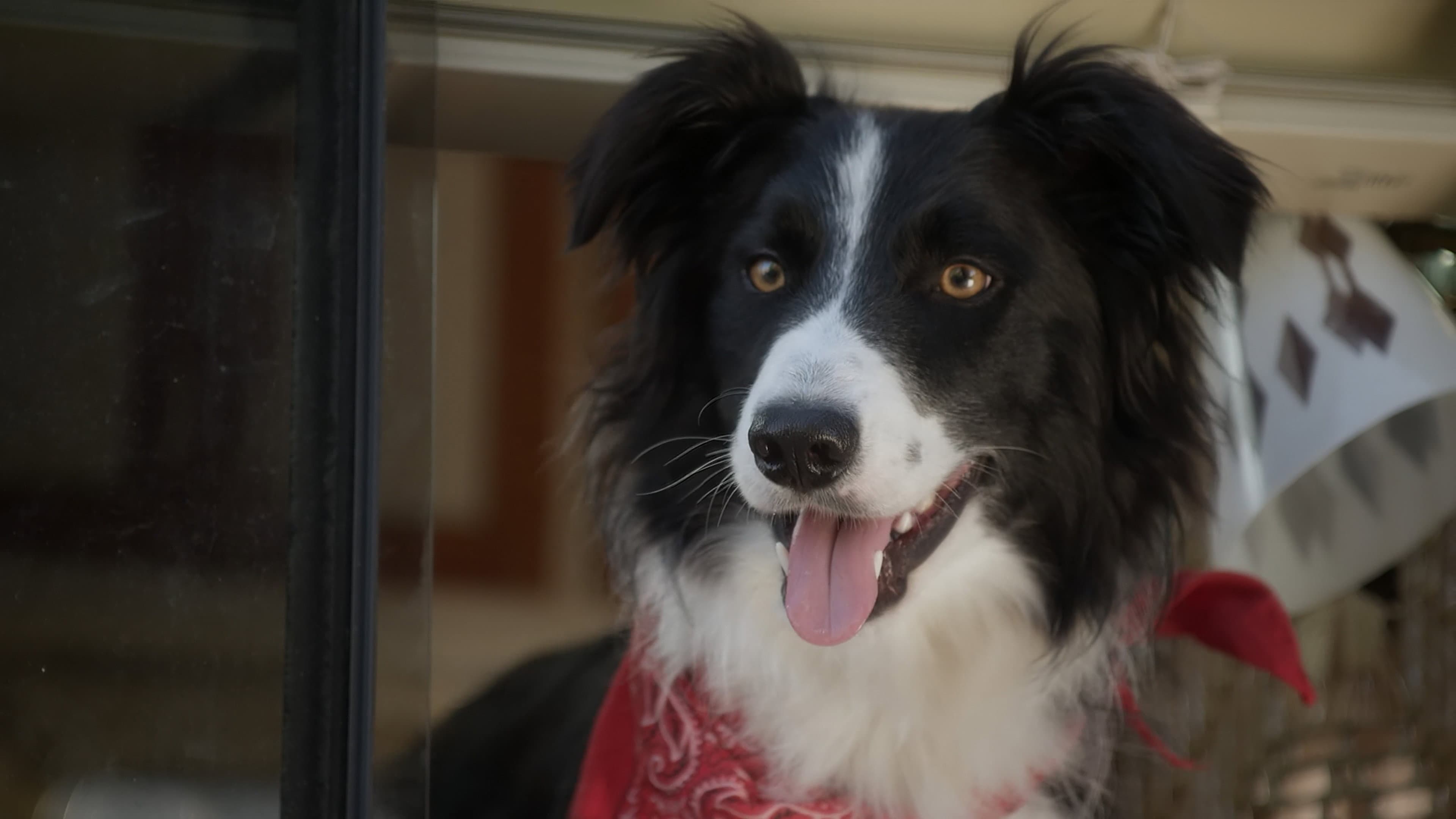 Un amico di nome Duke - immagine