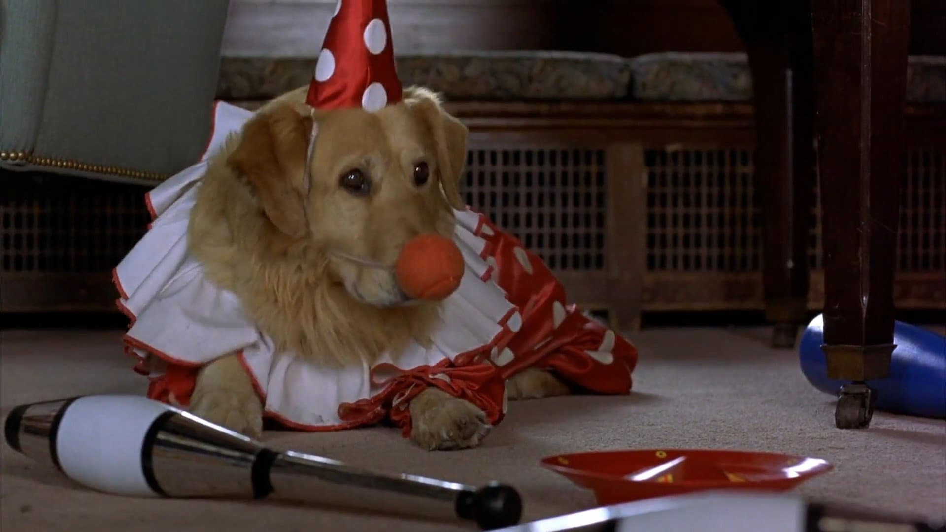 Air Bud - Campione a quattro zampe - immagine