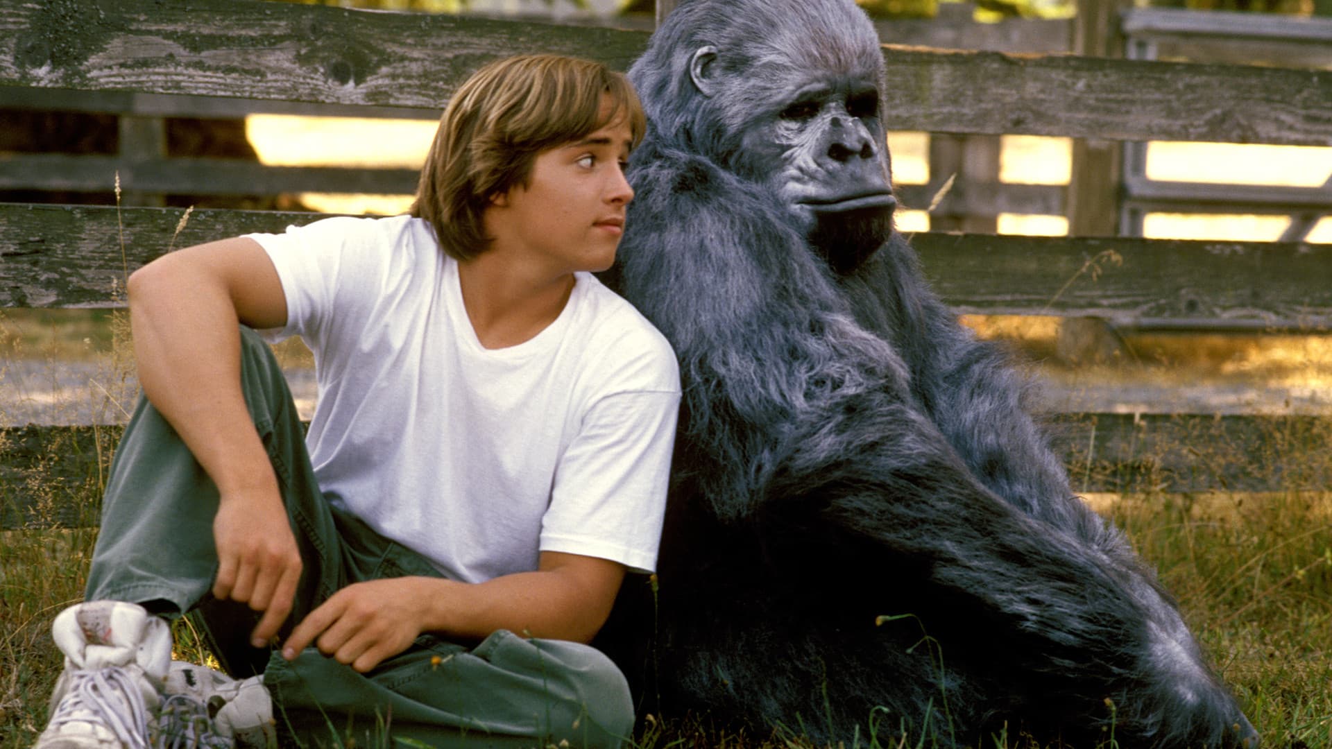 Una gorilla per amica - immagine