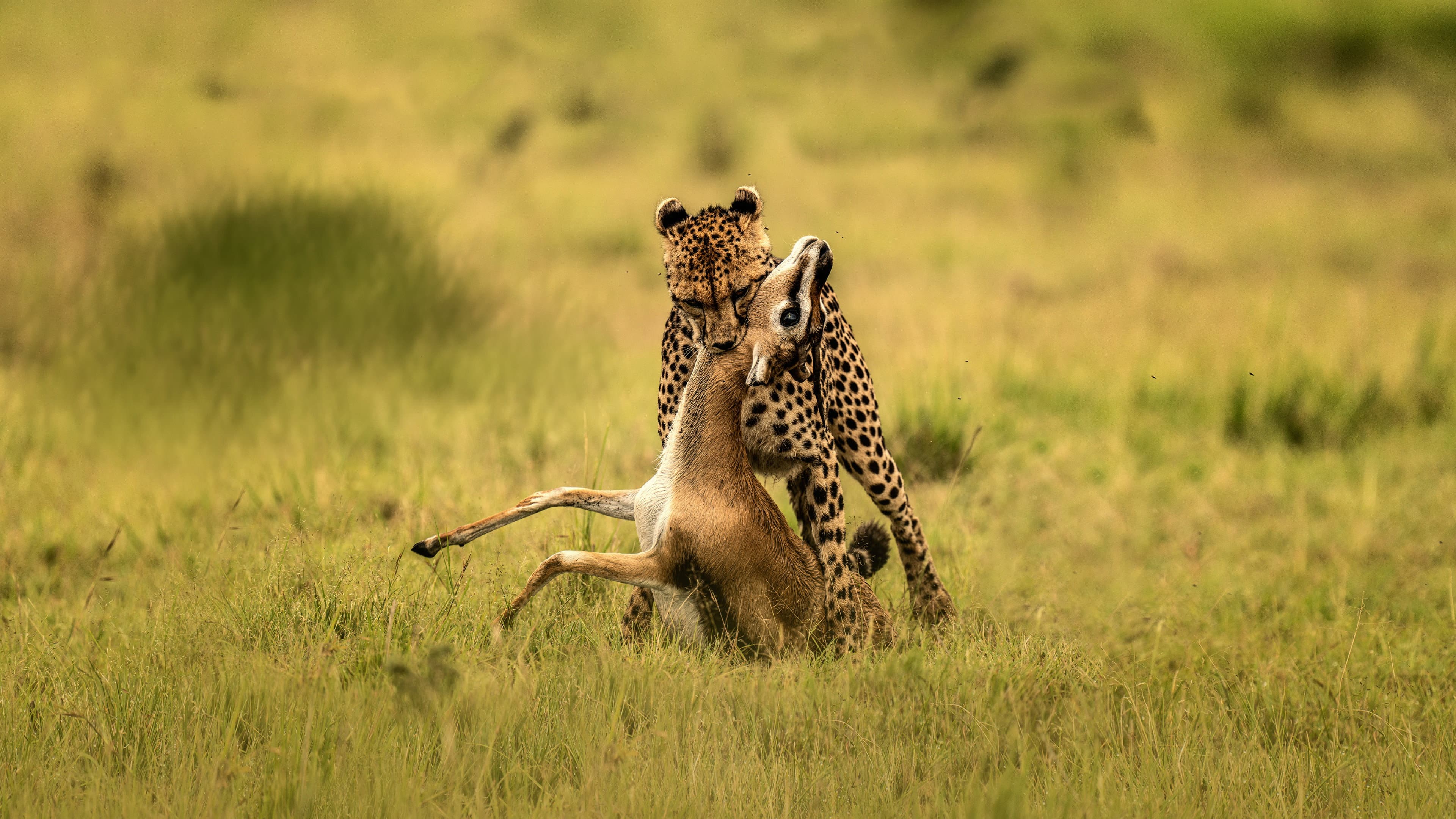 The Way of the Cheetah - immagine