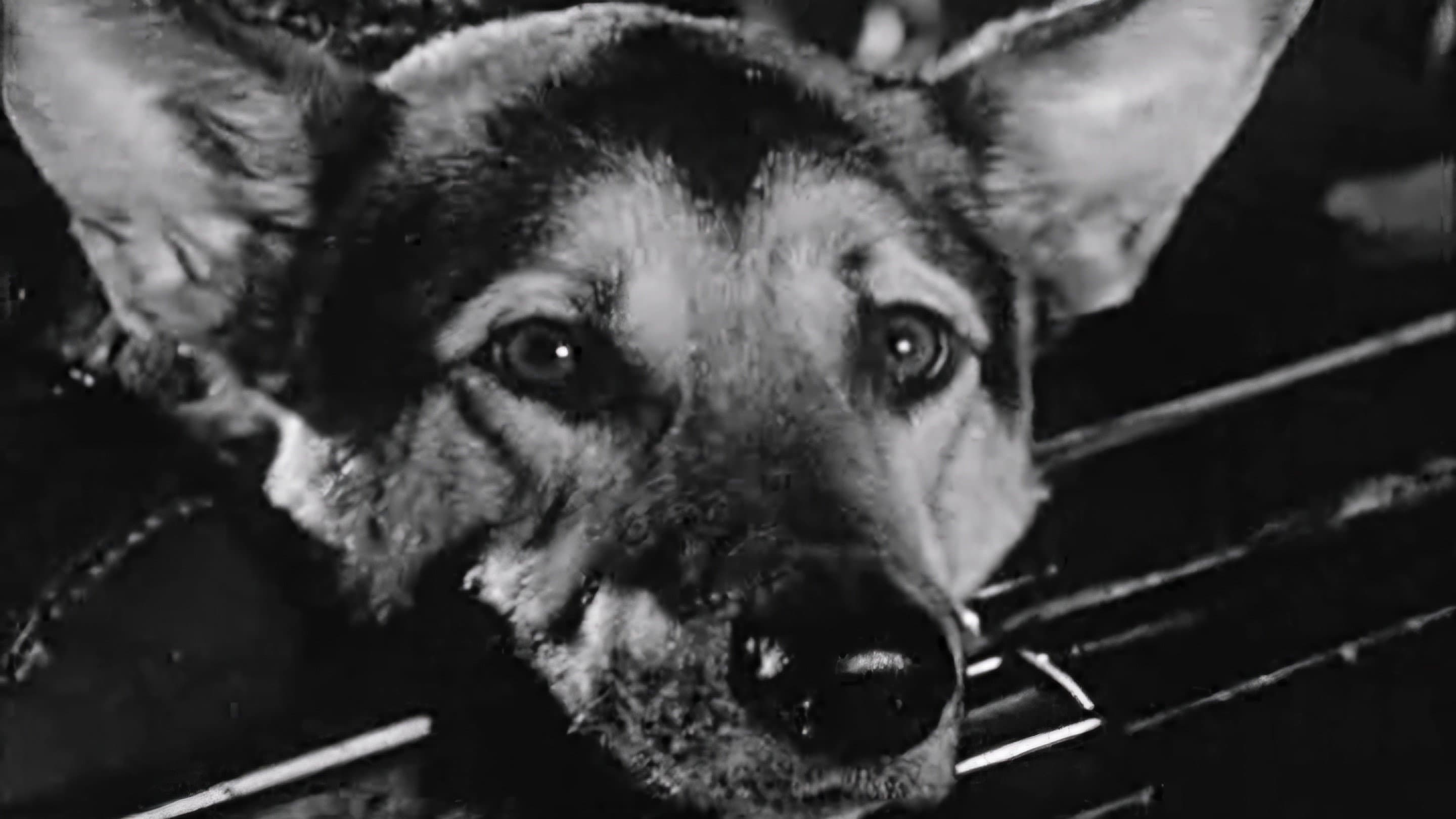 Le Chien - immagine