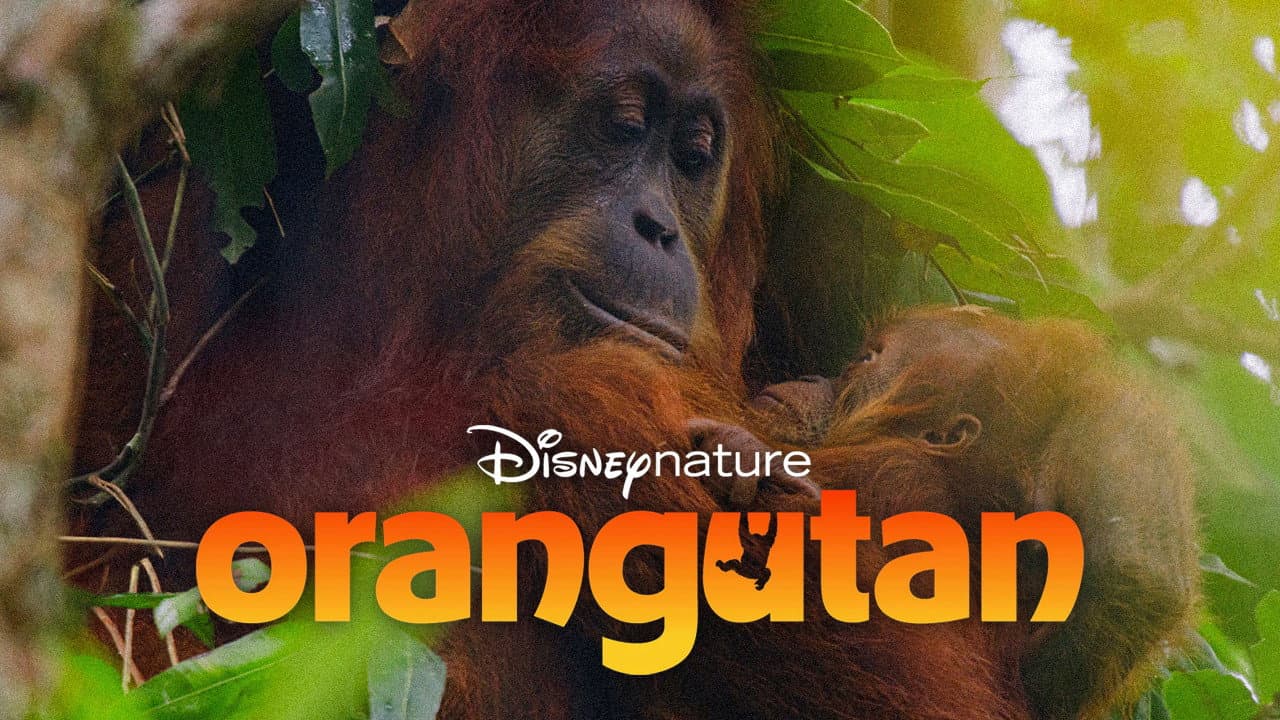 Orango - immagine
