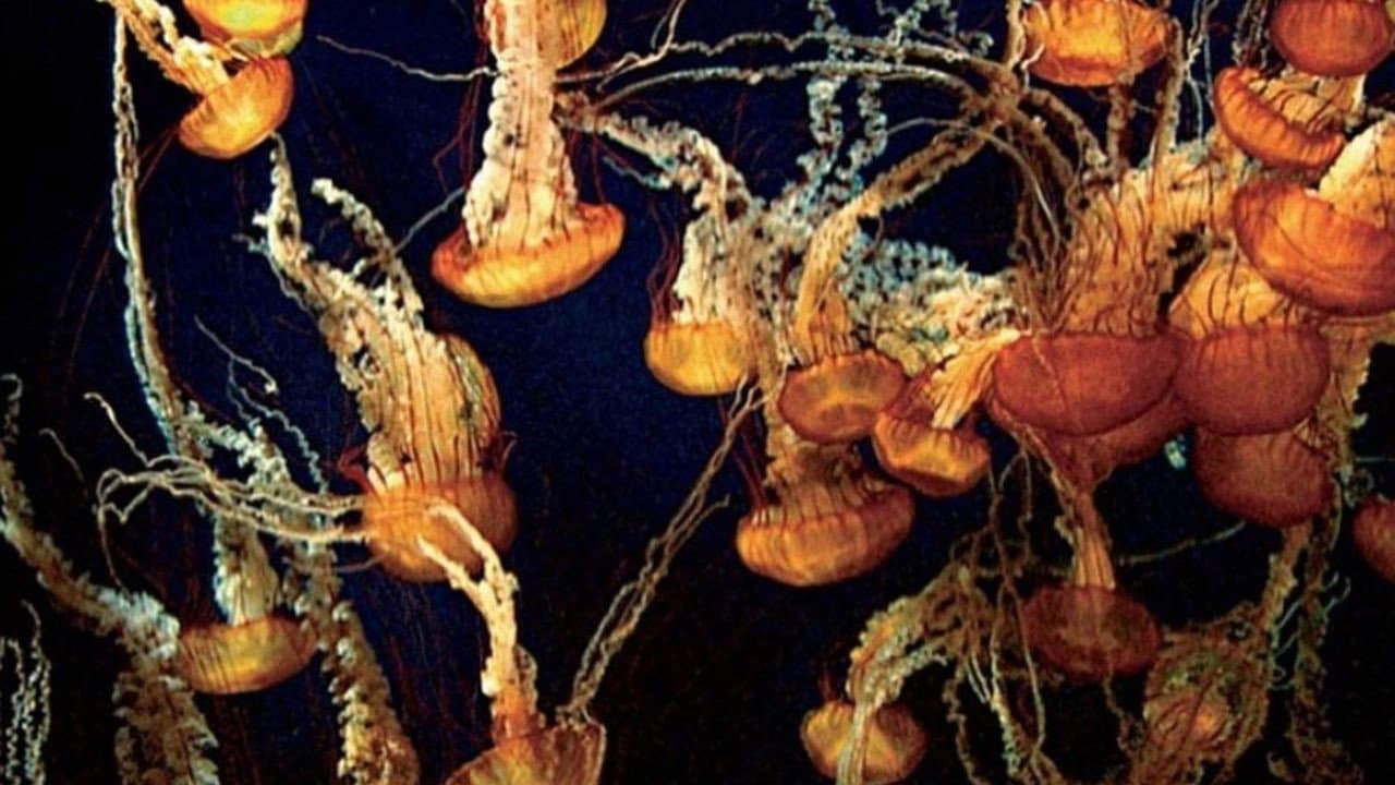 Profondo Blu - immagine