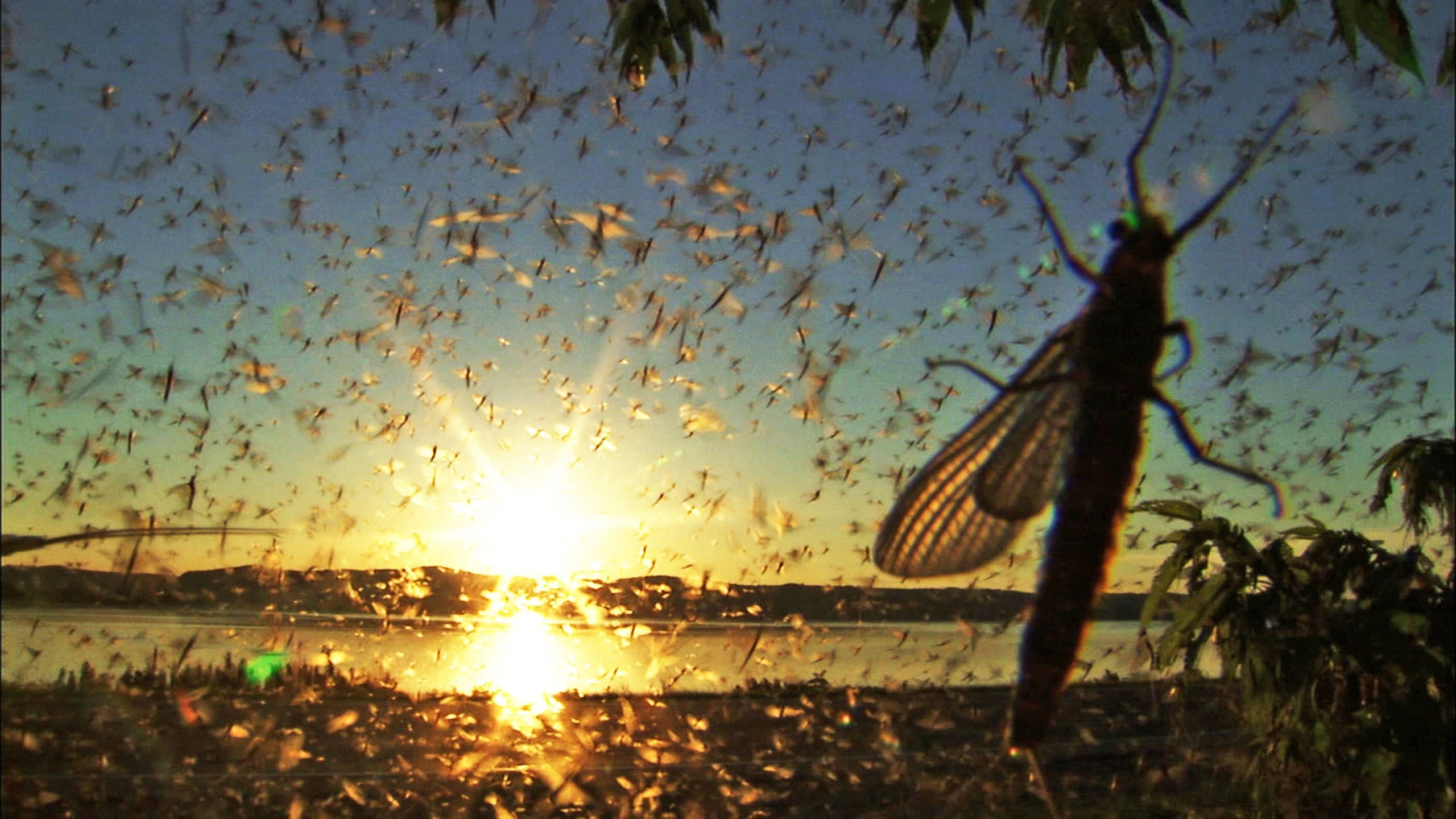 The Gathering Swarms - immagine