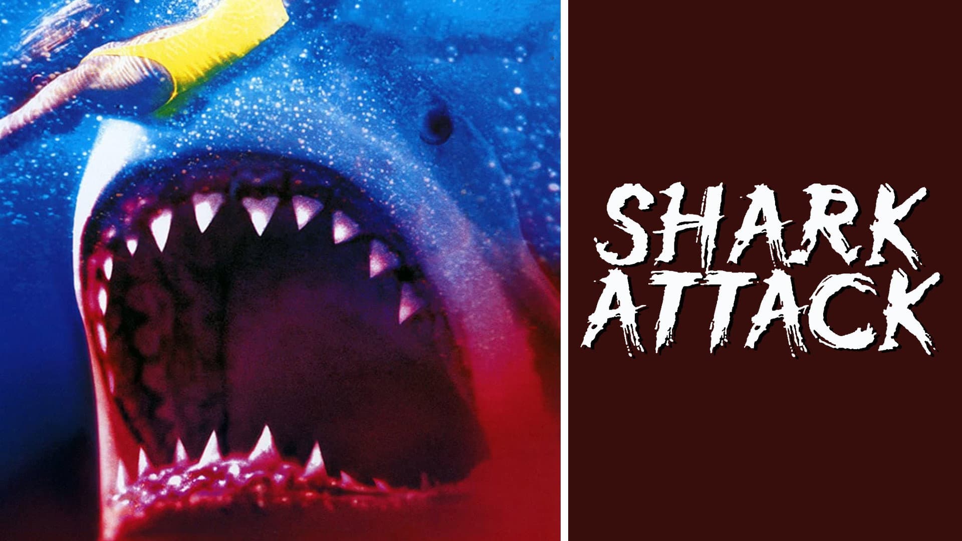 Squali all'attacco - immagine