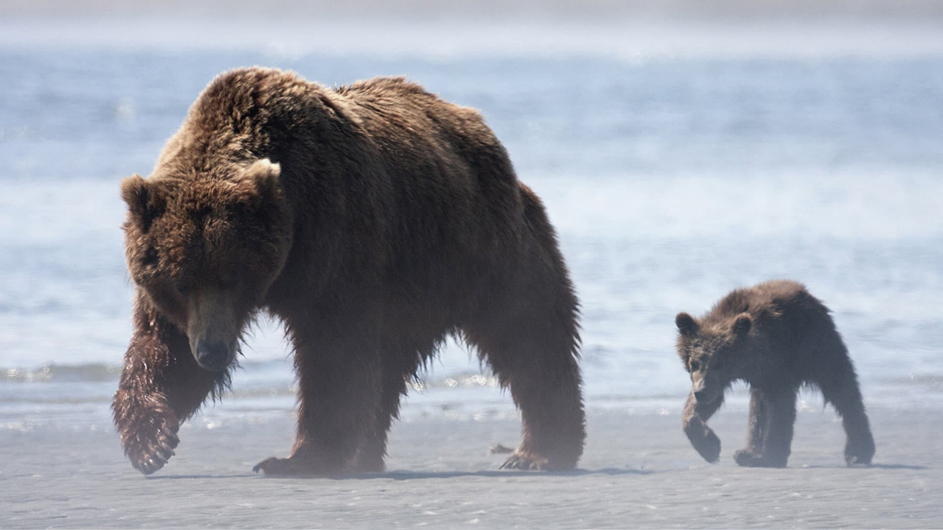 Bears - immagine