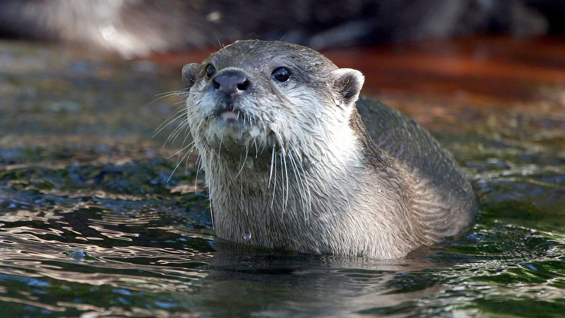 West Coast Otters - immagine