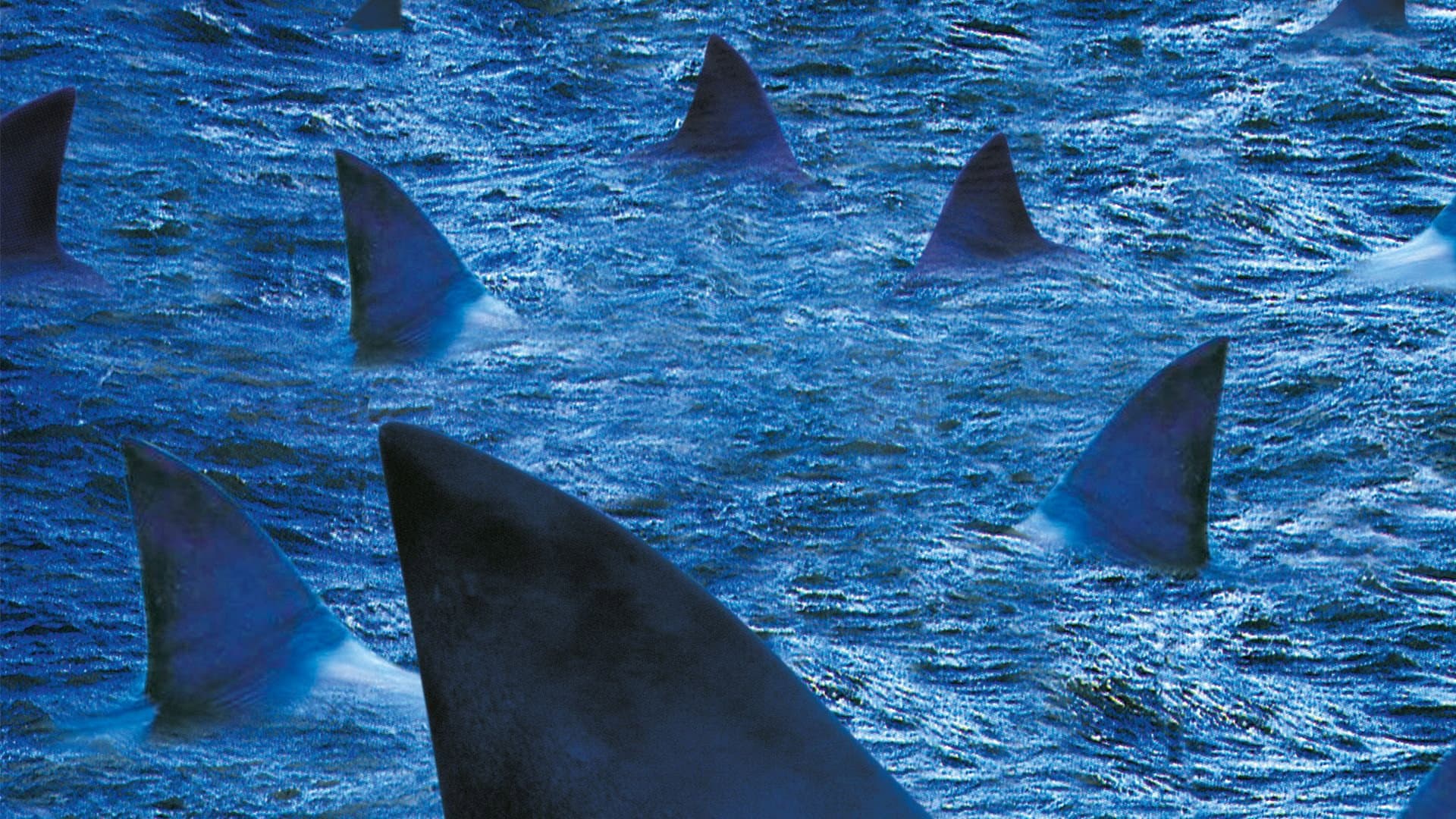 Shark Invasion - immagine