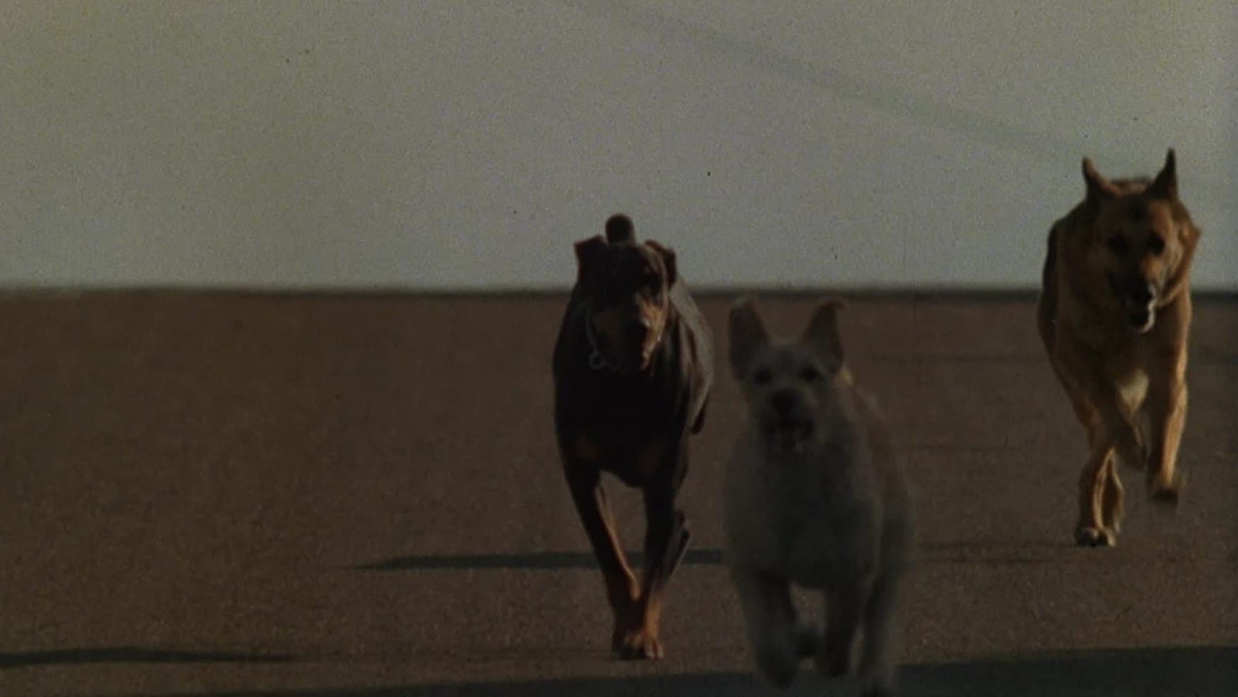Dogs - Questo cane uccide! - immagine