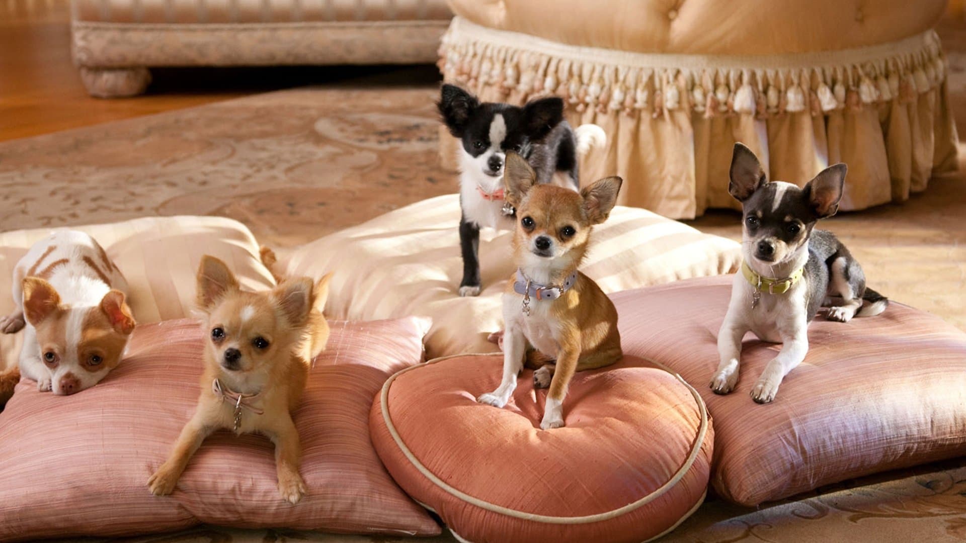 Beverly Hills Chihuahua 2 - immagine