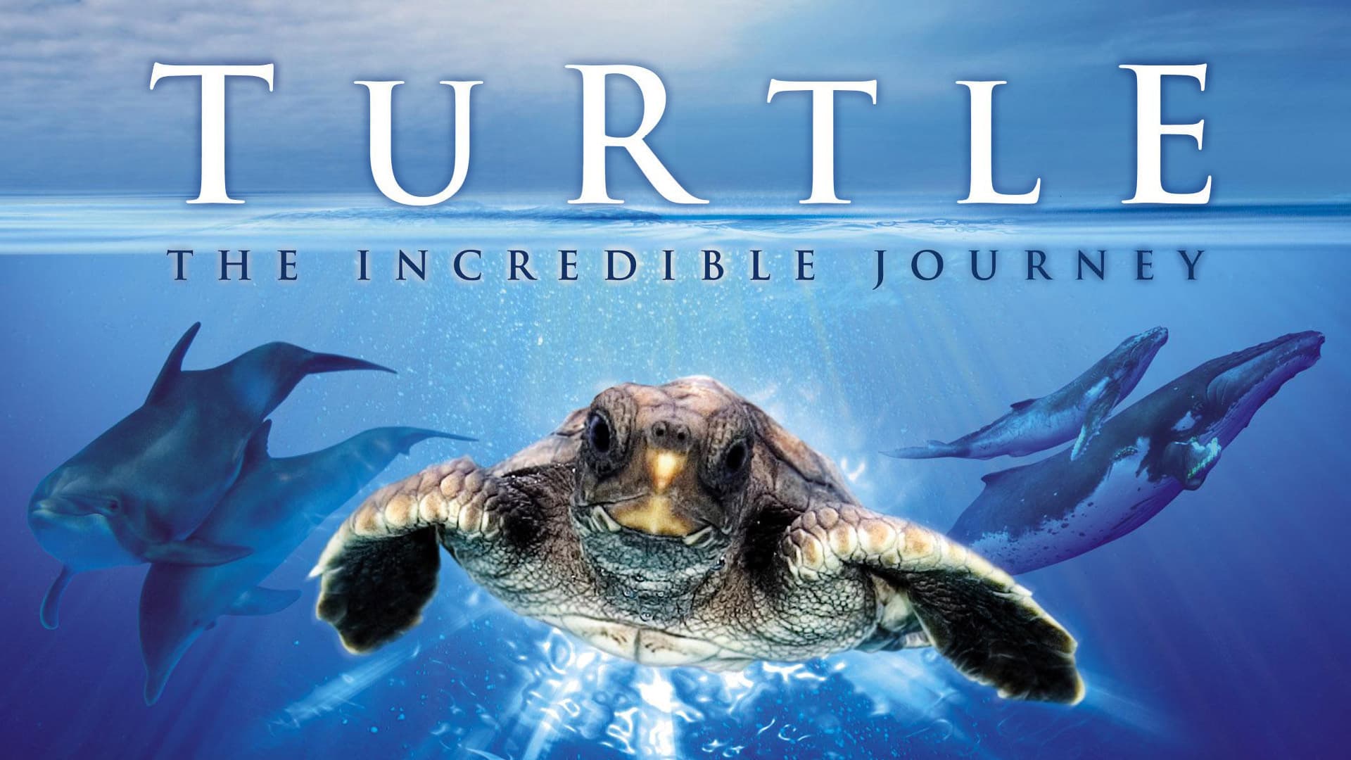 L'incredibile viaggio della tartaruga - immagine