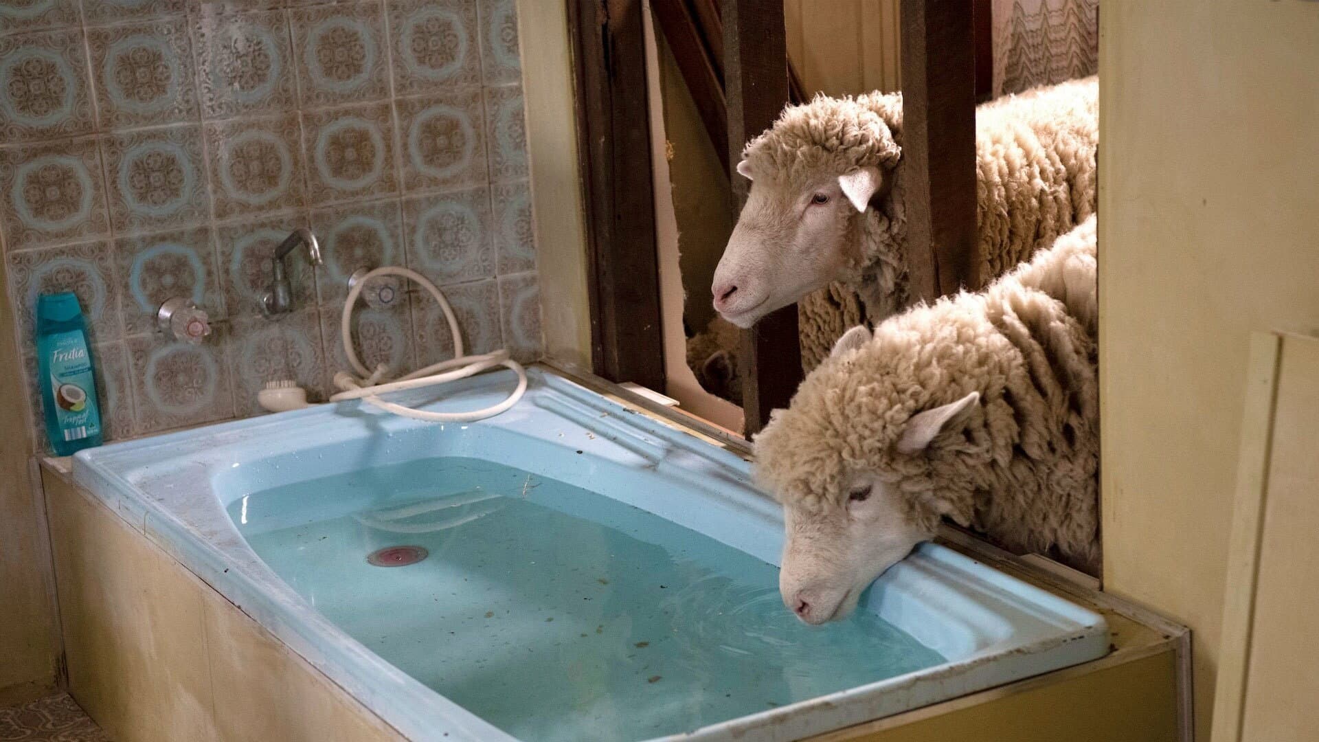 Rams - immagine