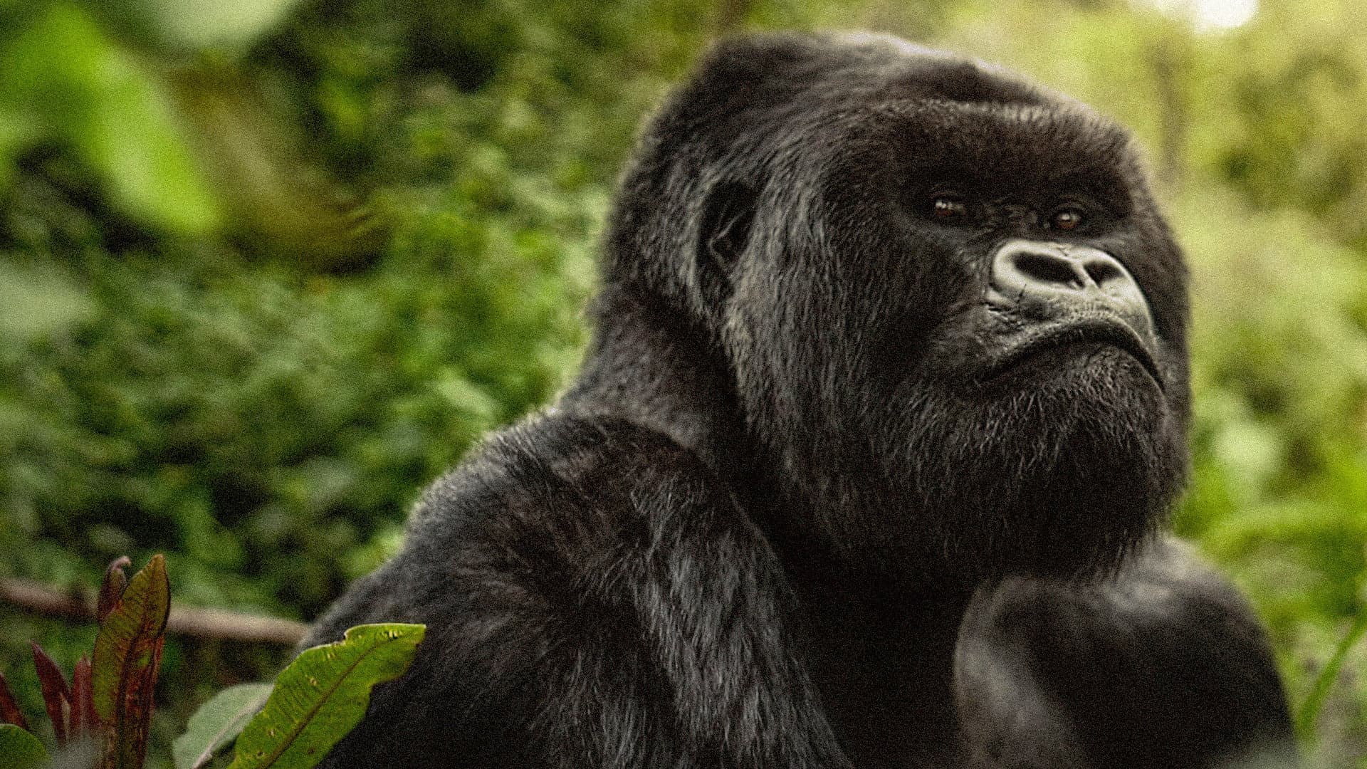 A Gorilla Story: l'incontro di David Attenborough - immagine