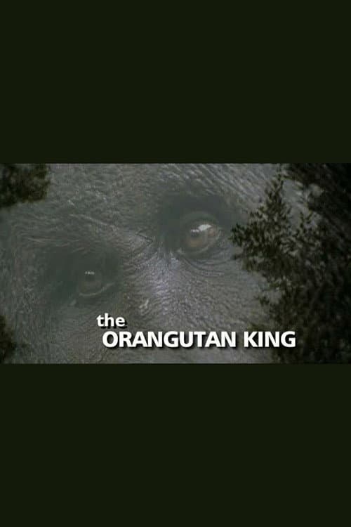 Poster di The Orangutan King