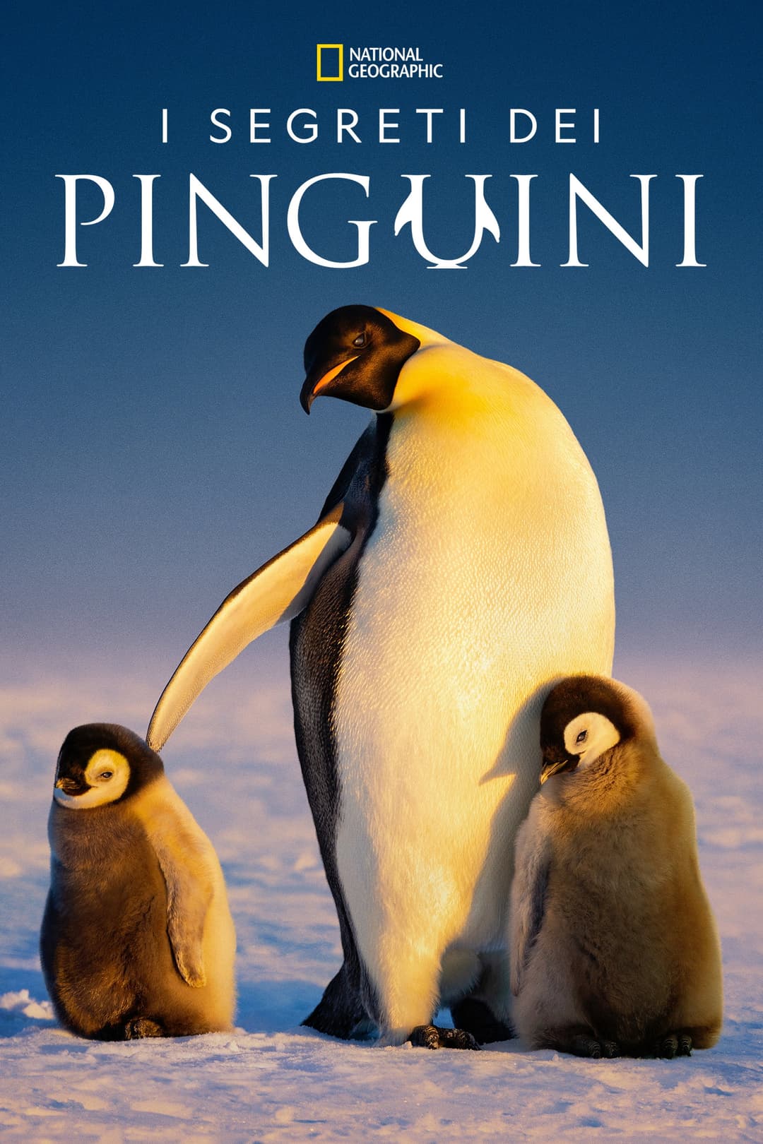 Poster di I segreti dei pinguini