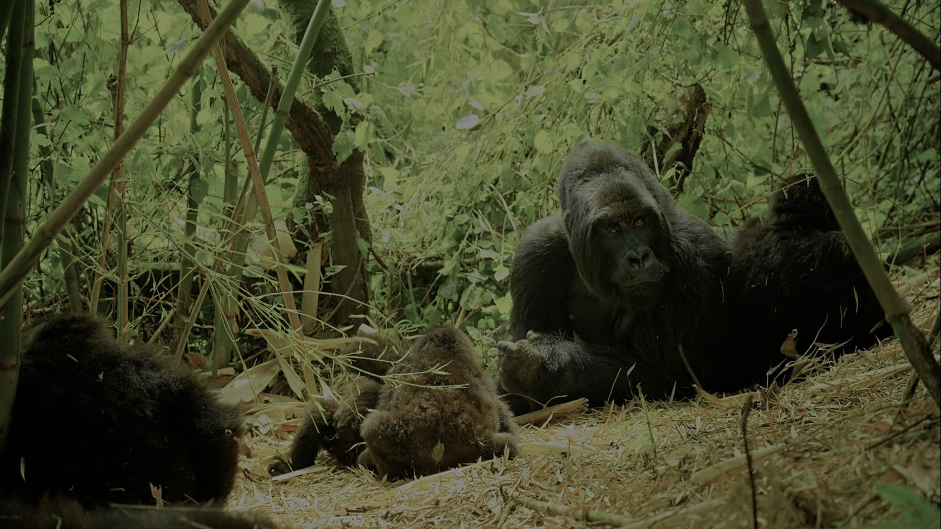Wild Africa - immagine