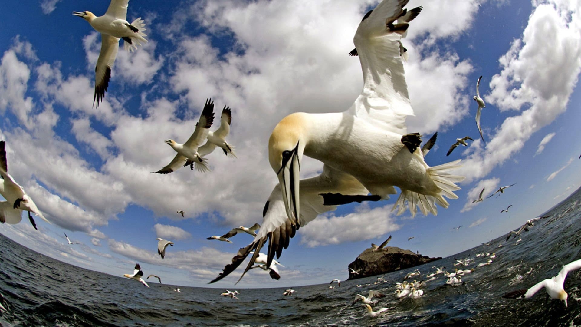 Earthflight - immagine