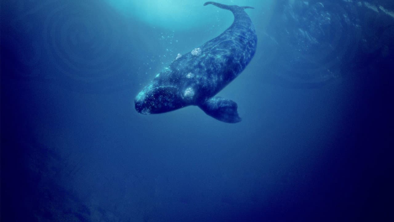La ragazza delle balene - immagine