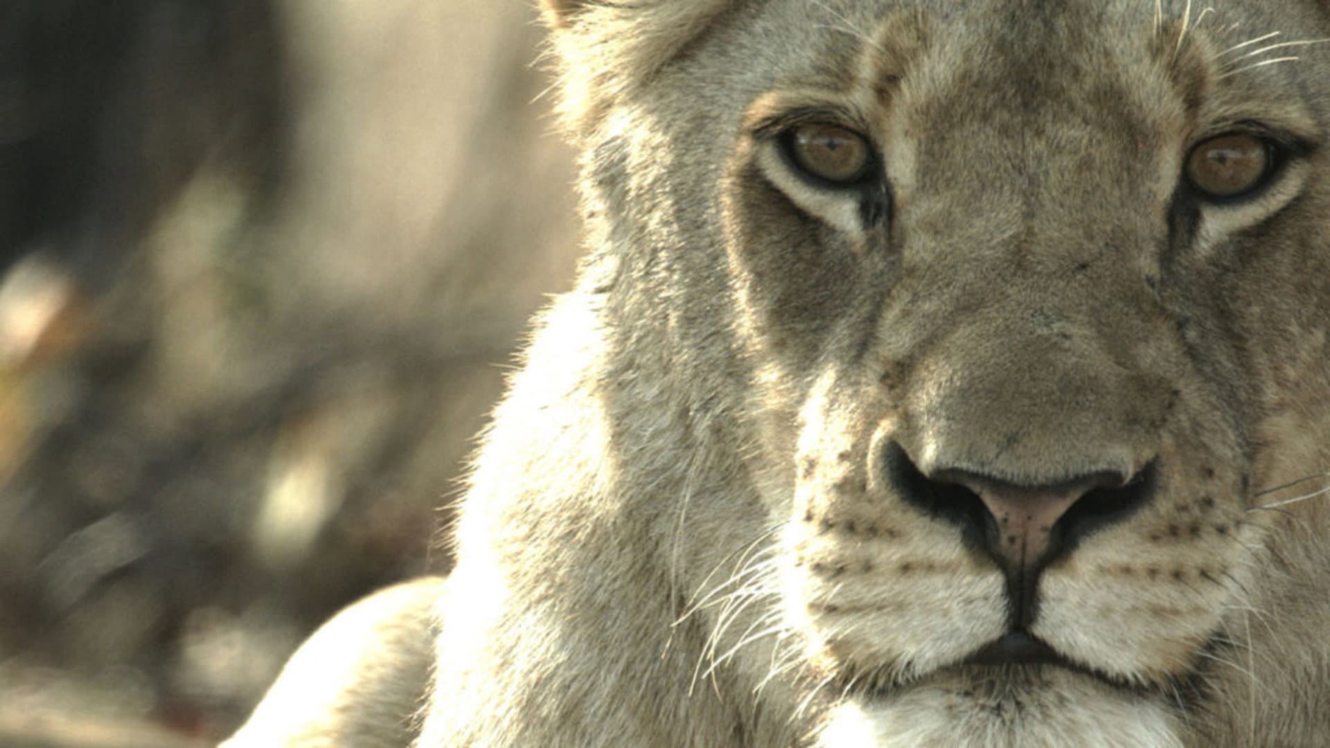Malika the Lion Queen - immagine