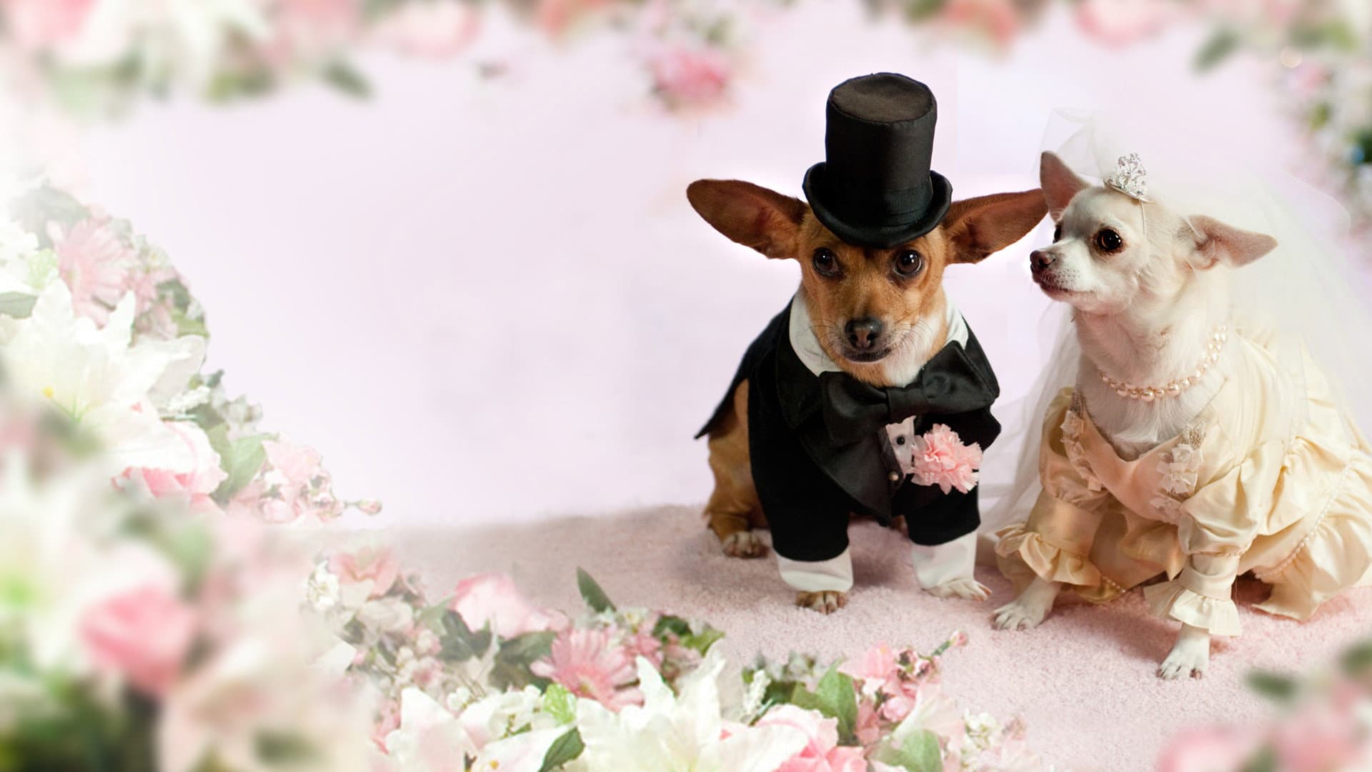 Beverly Hills Chihuahua 2 - immagine