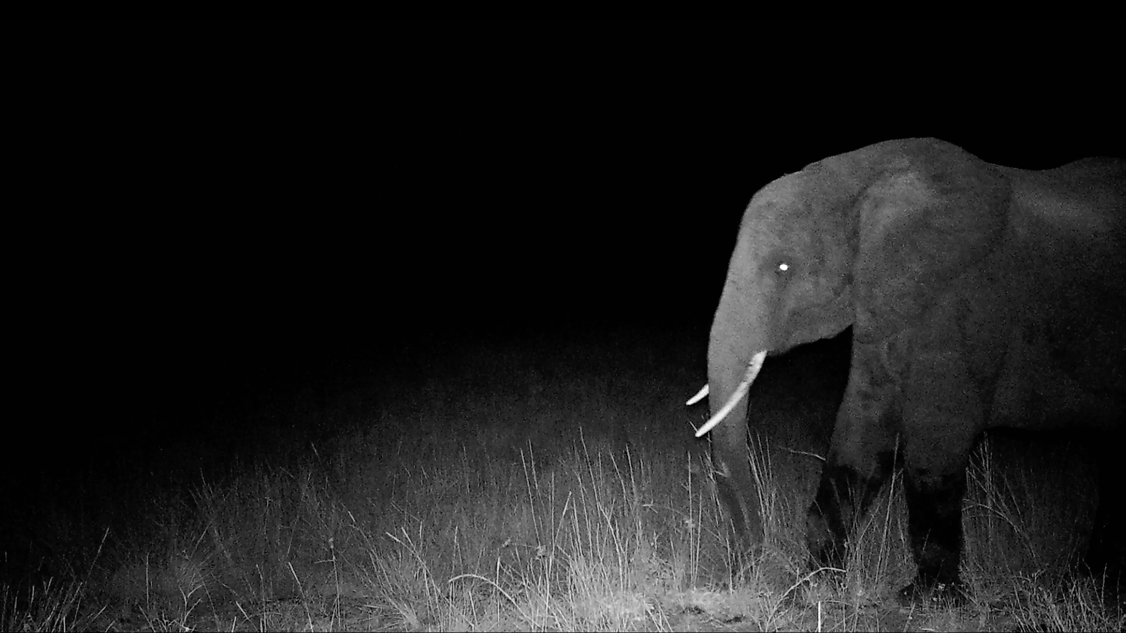 Ghost Elephants - immagine