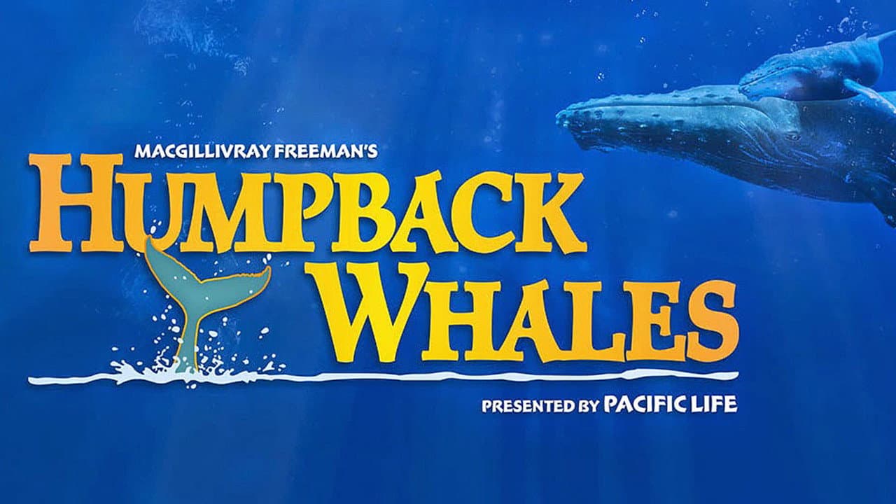 Humpback Whales - immagine