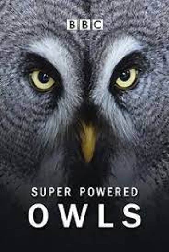Poster di Super Powered Owls
