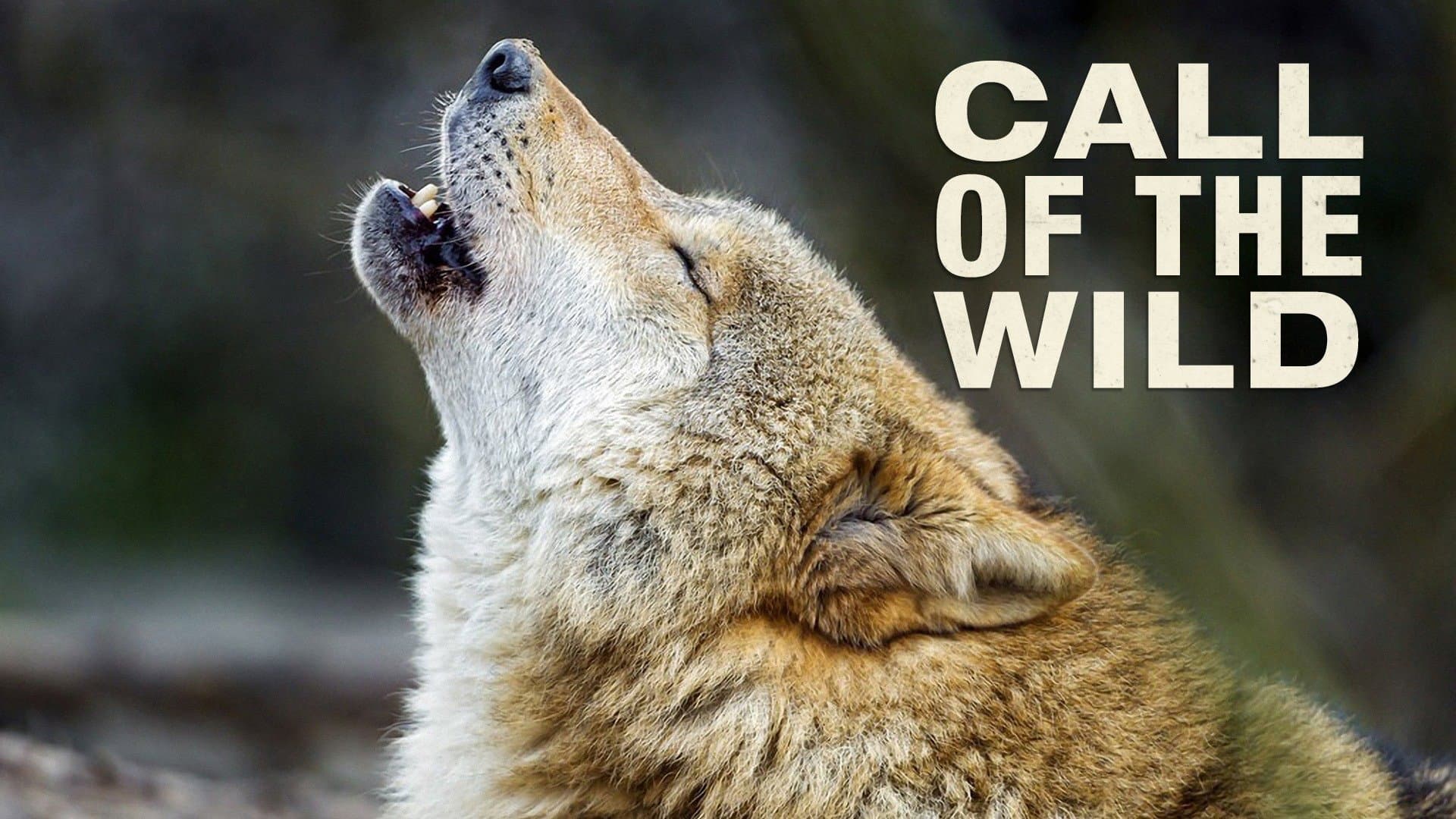 The Call of the Wild - immagine