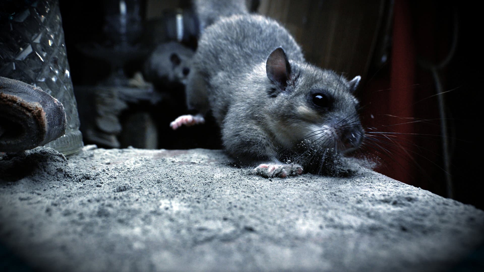 Wild Tales From The Village - immagine