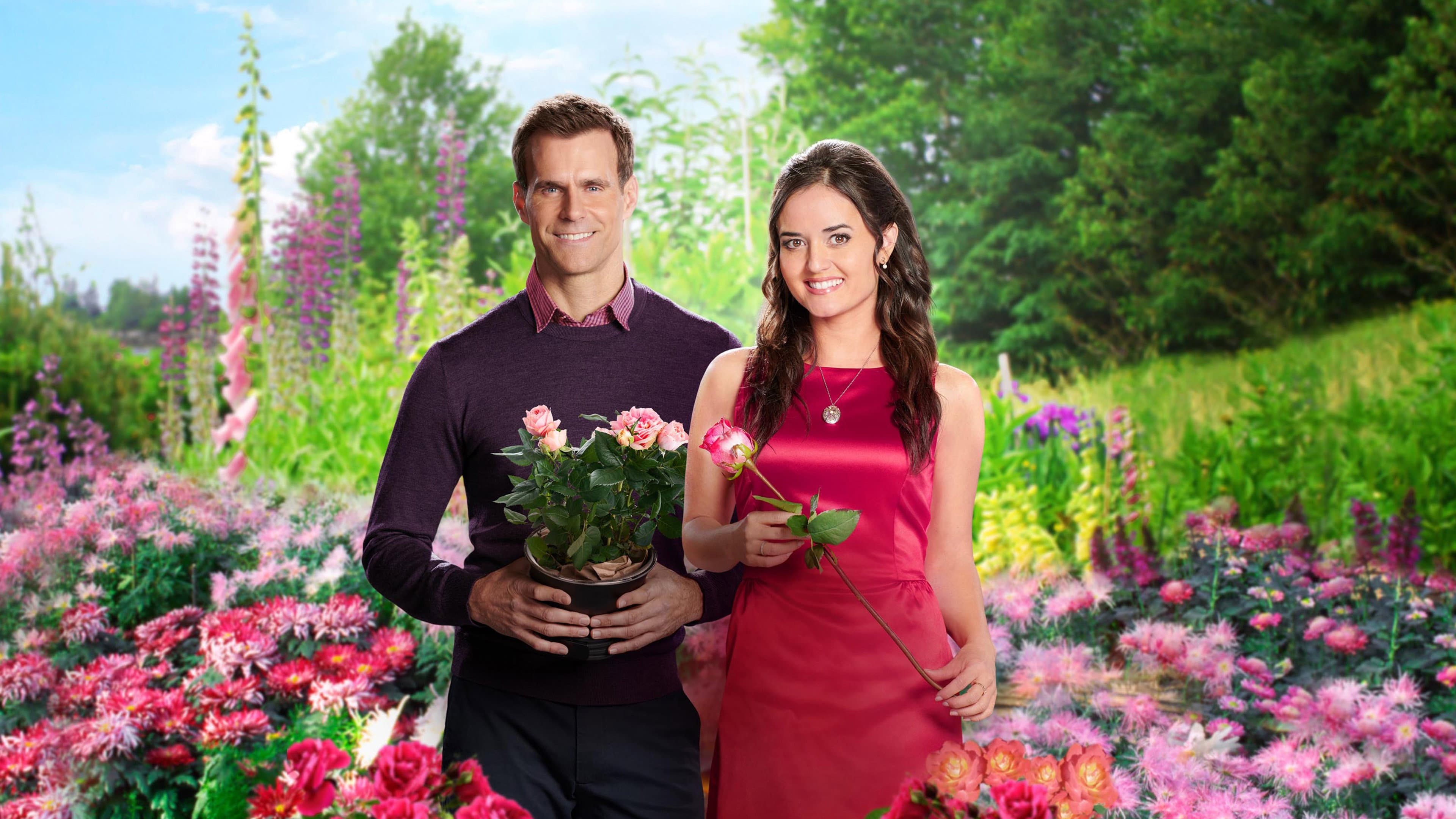 La rosa di San Valentino - immagine