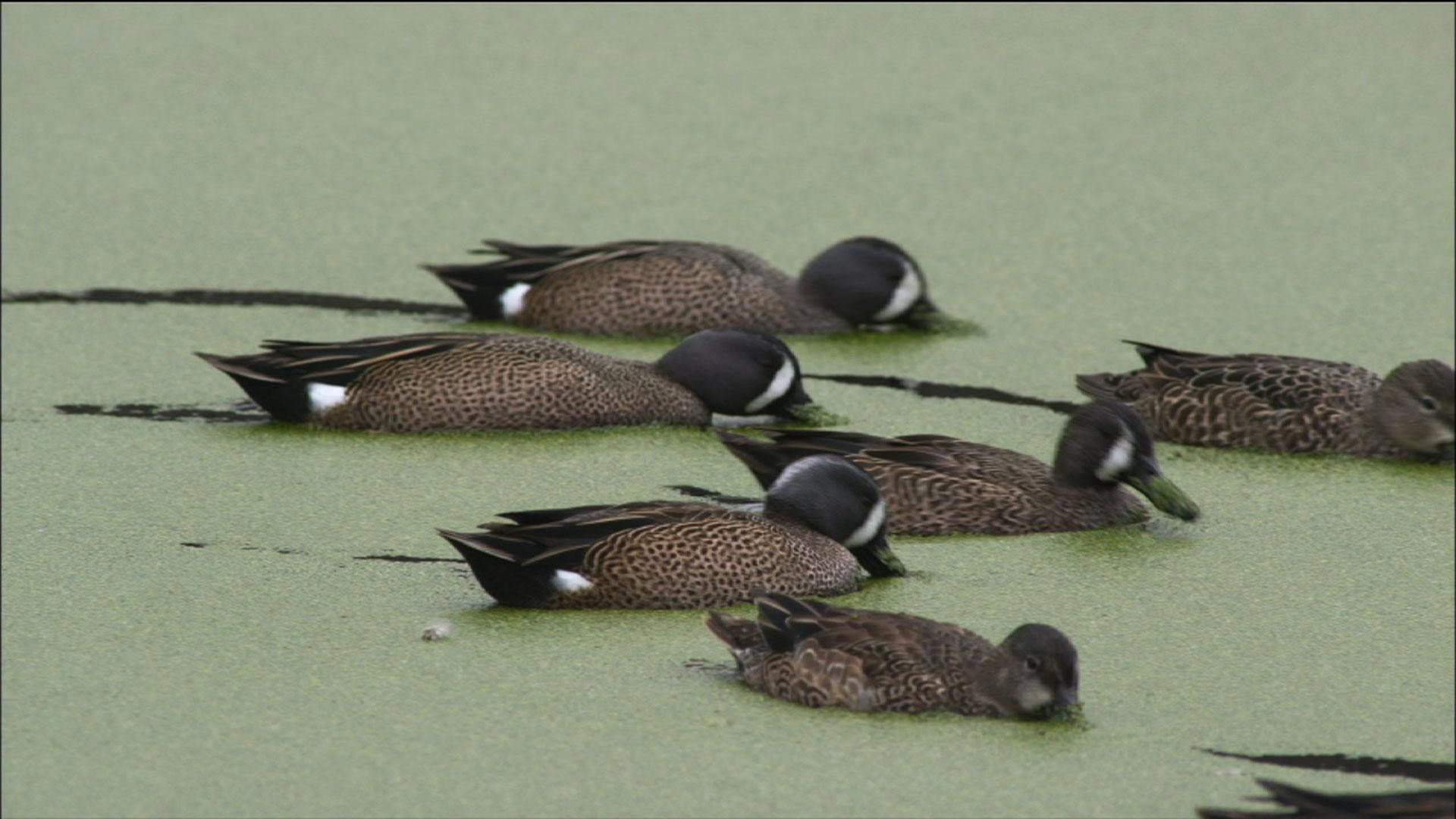 PBS Nature - An Original DUCKumentary - immagine