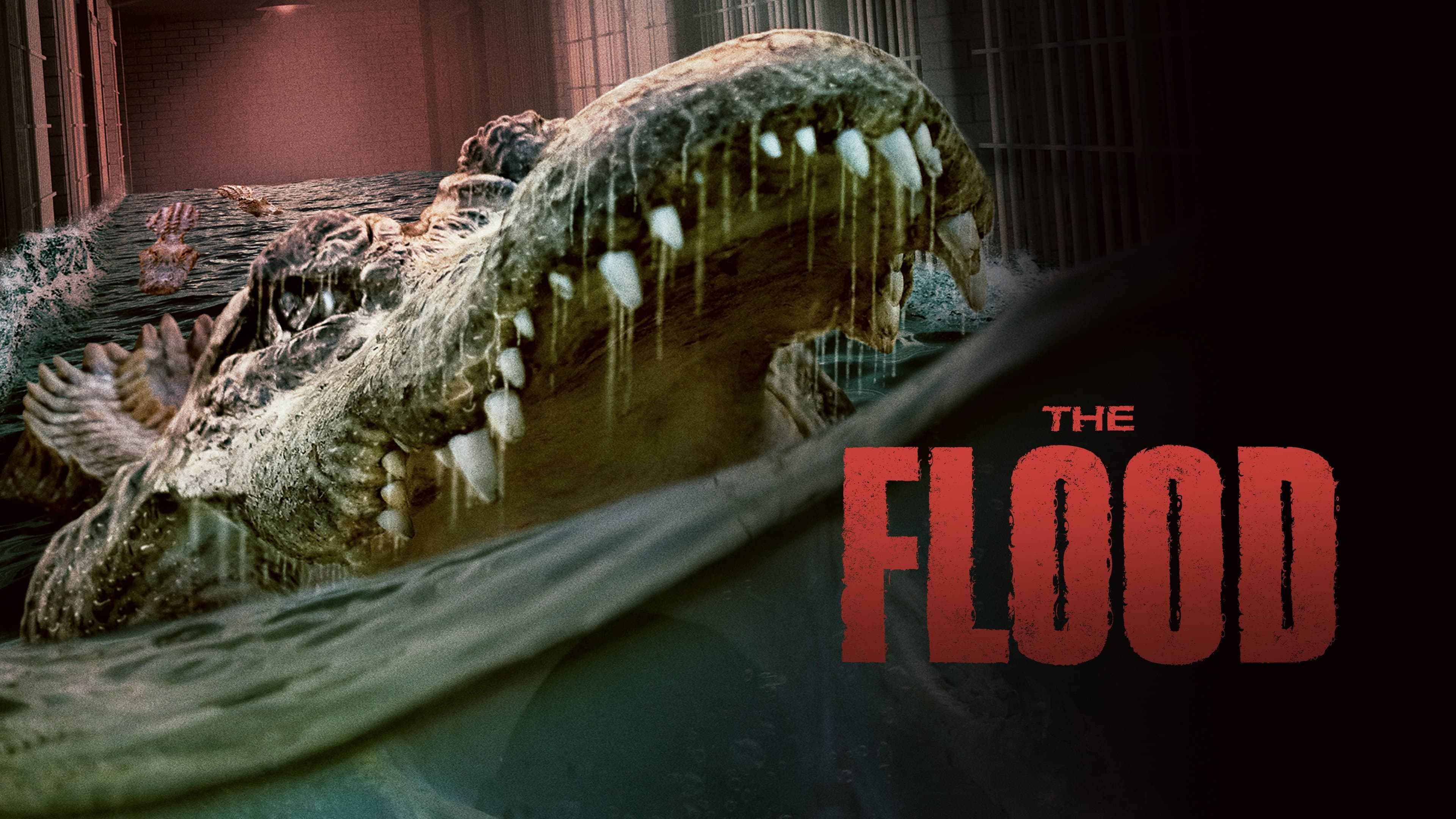 Alligator - immagine