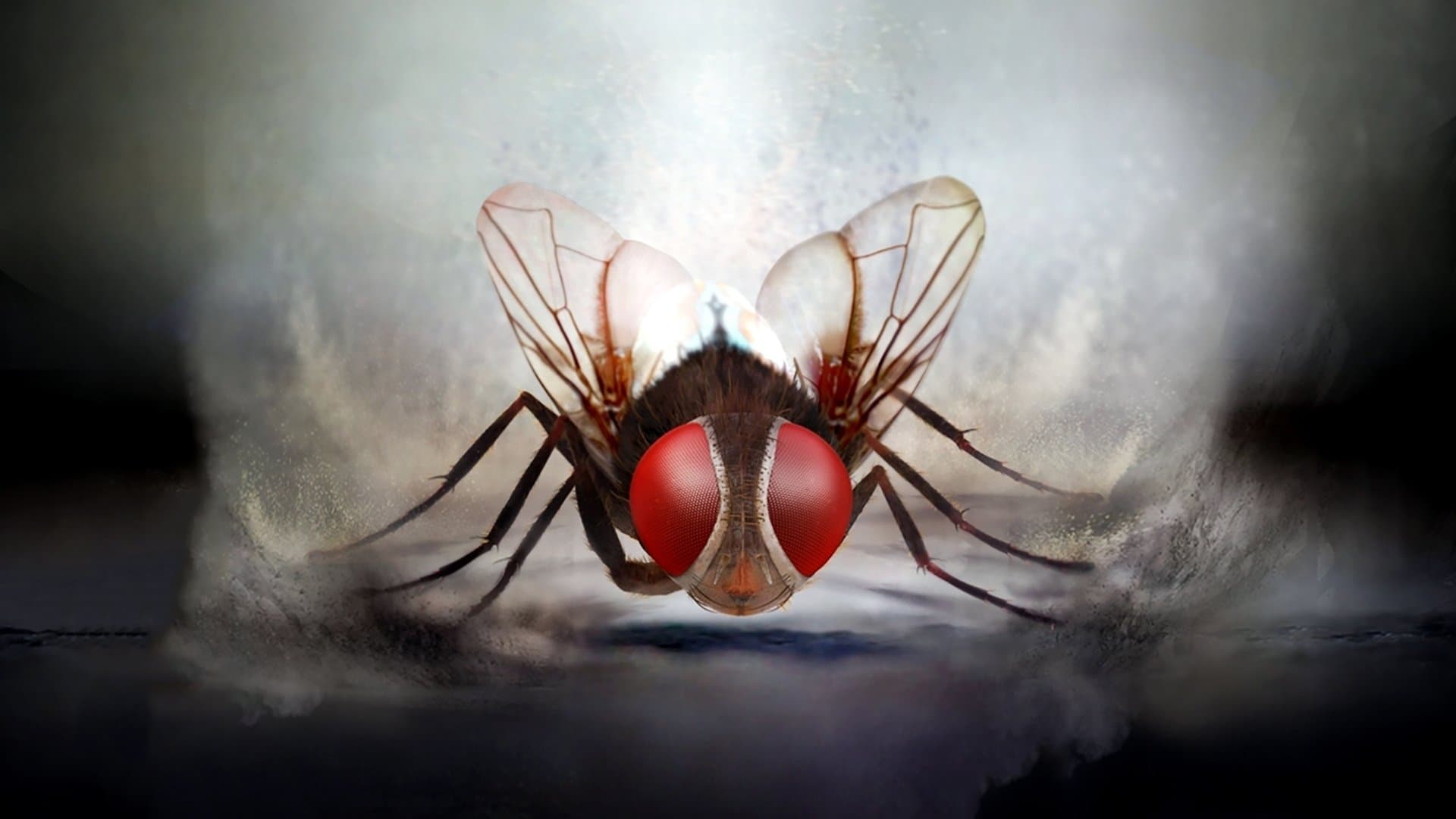 Eega - immagine