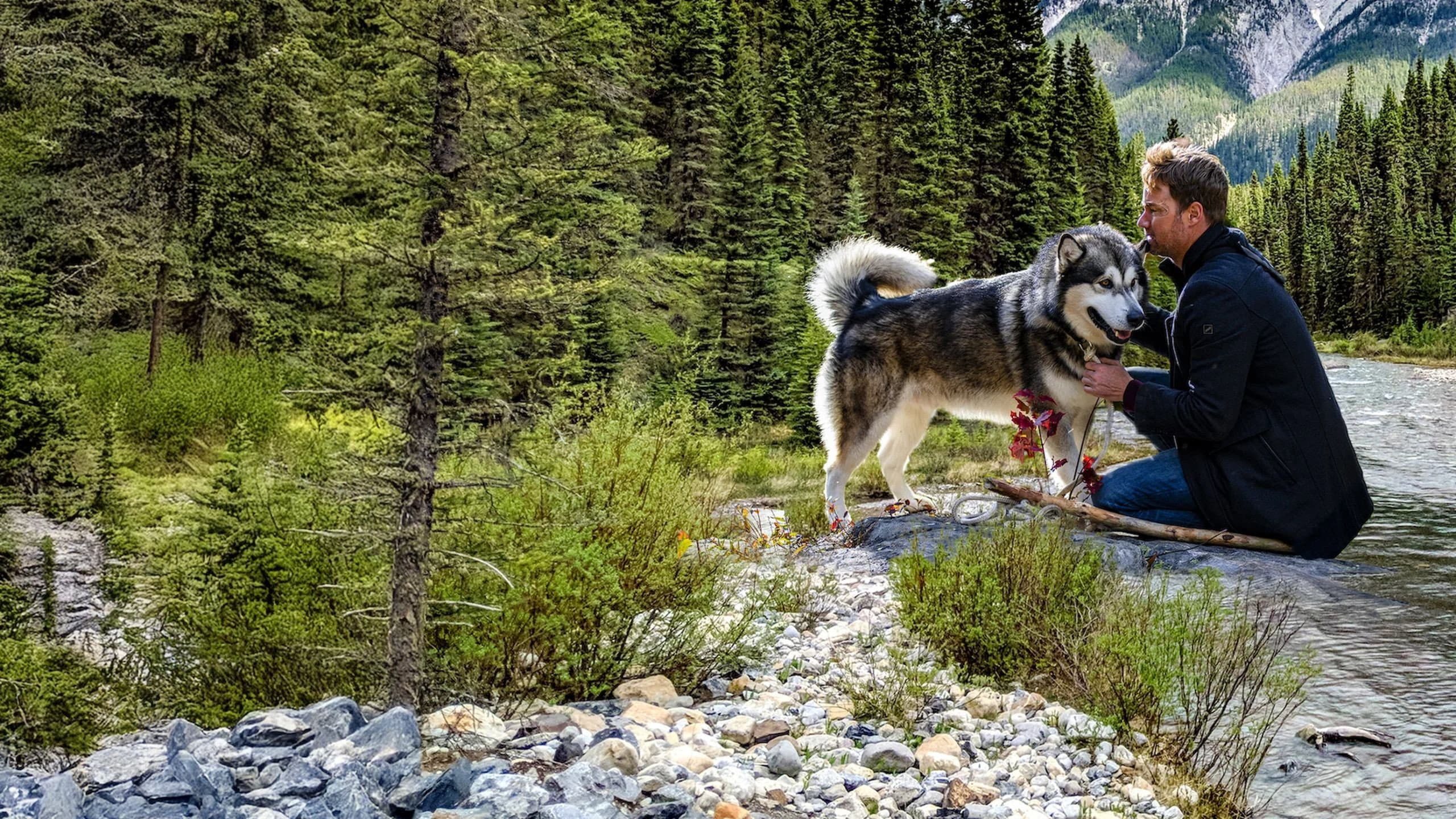 Hero Dog: The Journey Home - immagine