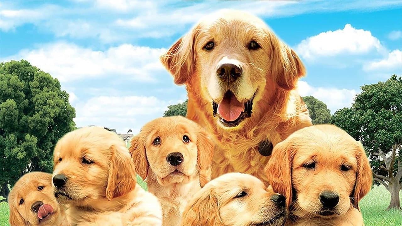 Sei cuccioli in cerca d'amore - immagine