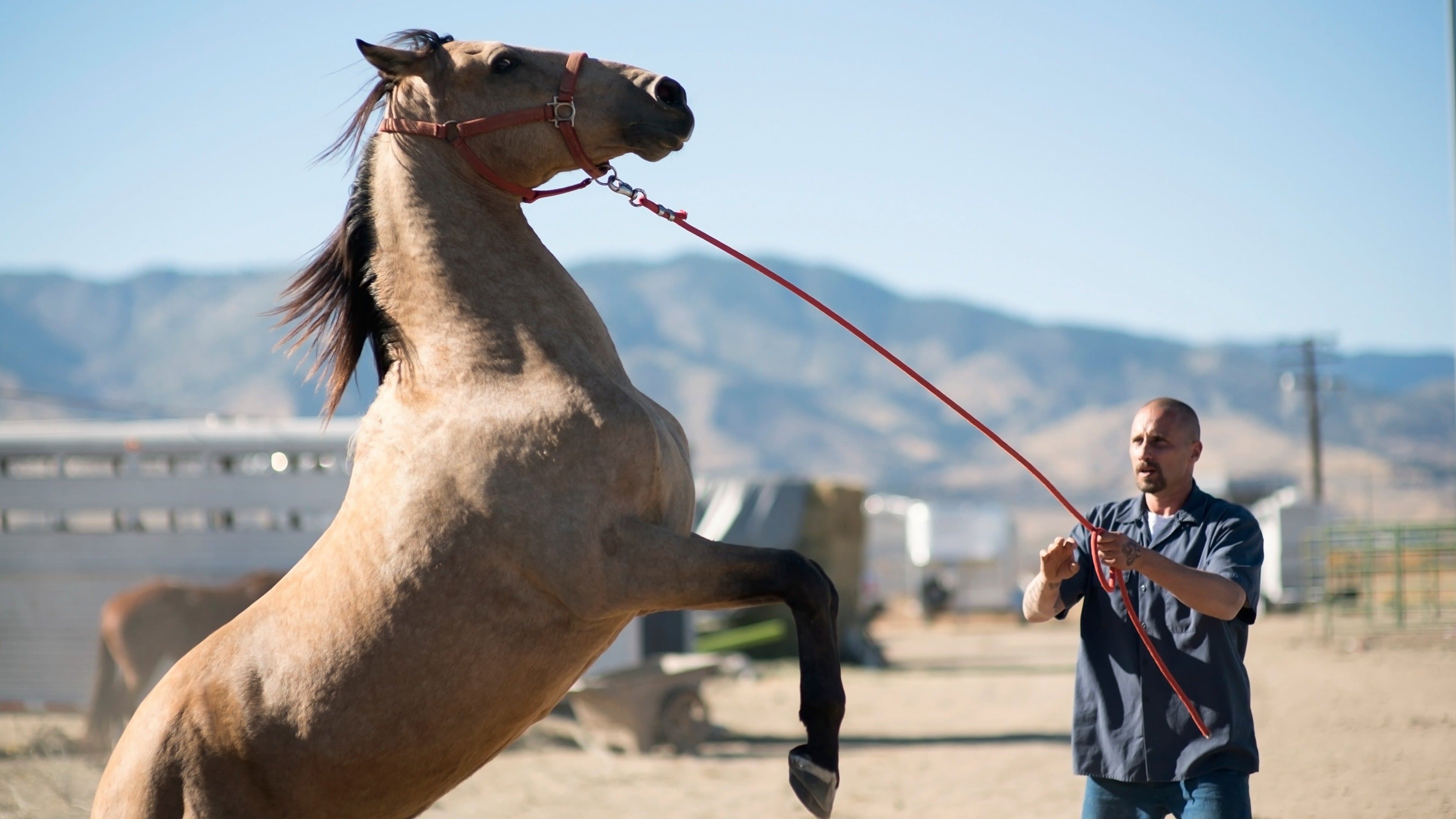 The Mustang - immagine