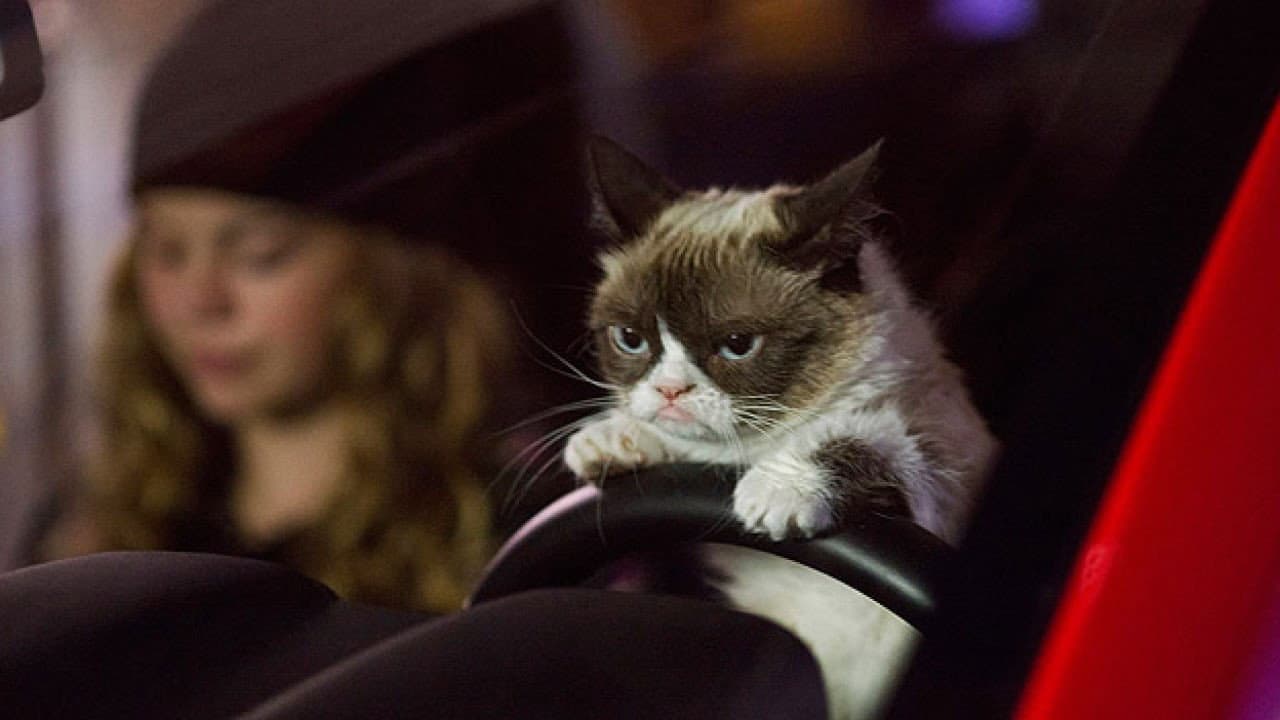 Grumpy Cat's Worst Christmas Ever - immagine