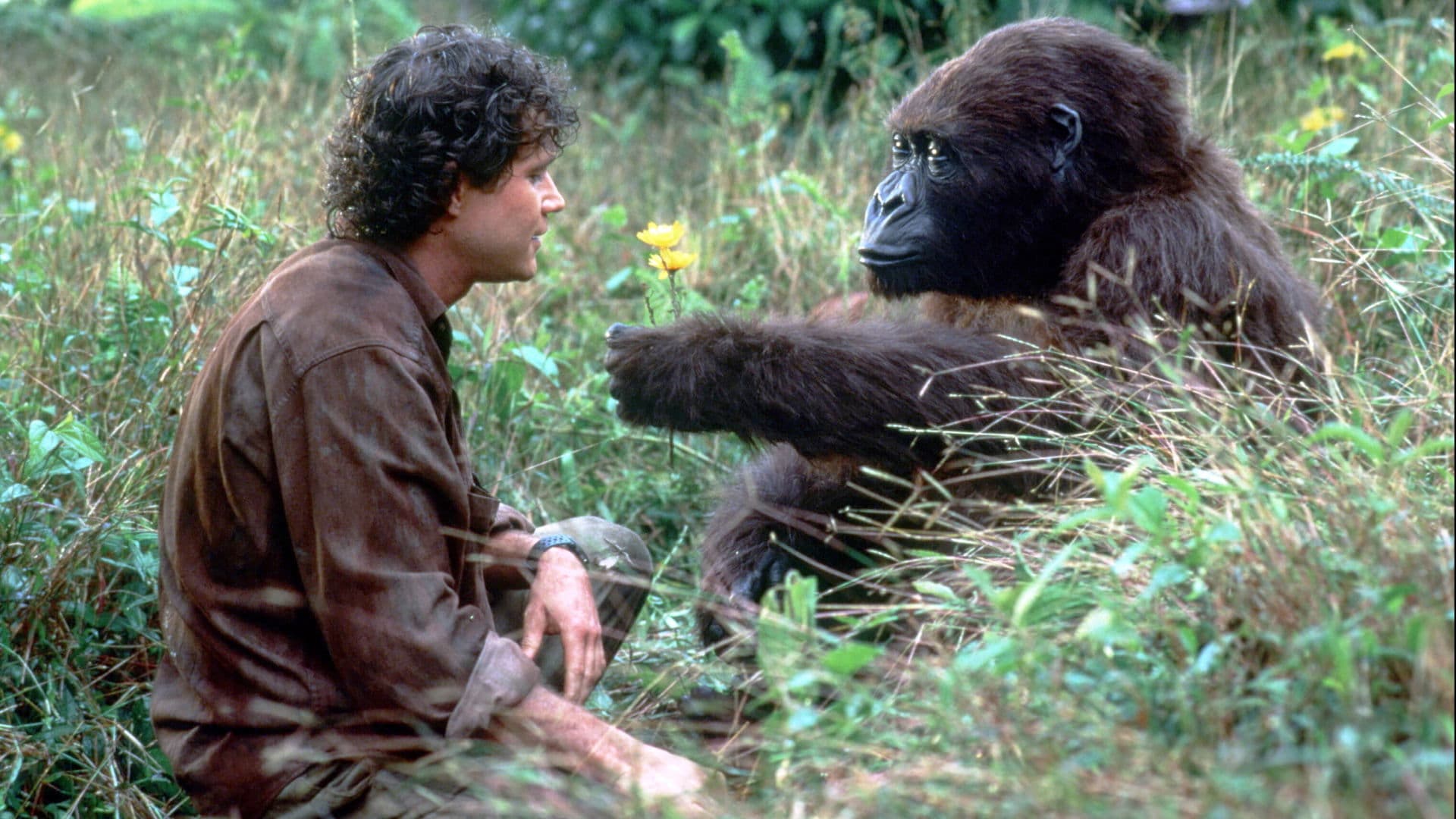 Congo - immagine